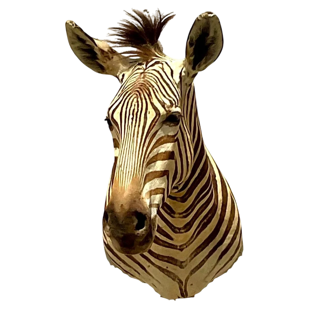 Vintage Boho Shoulder Wall Mount Zebra