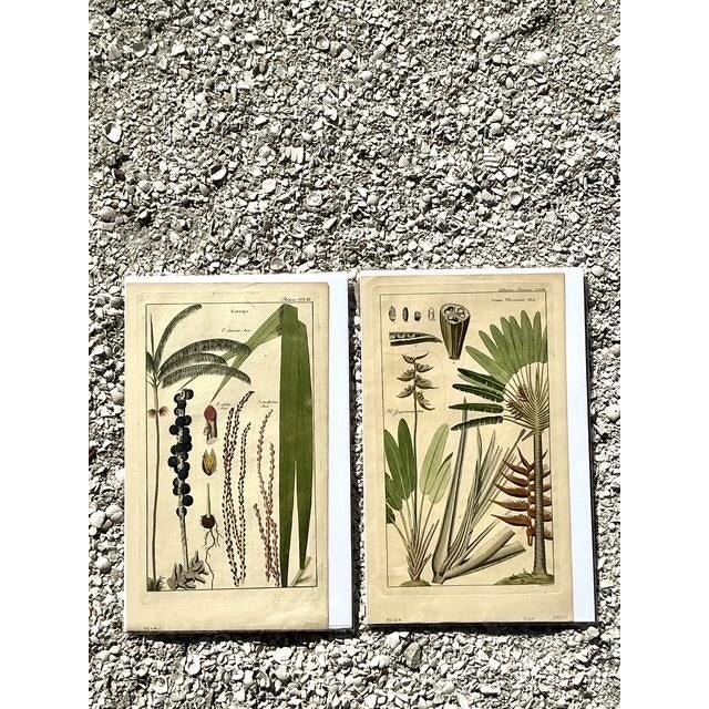 Vintage Boho Botanical Engravings - Set of 2 - Back view