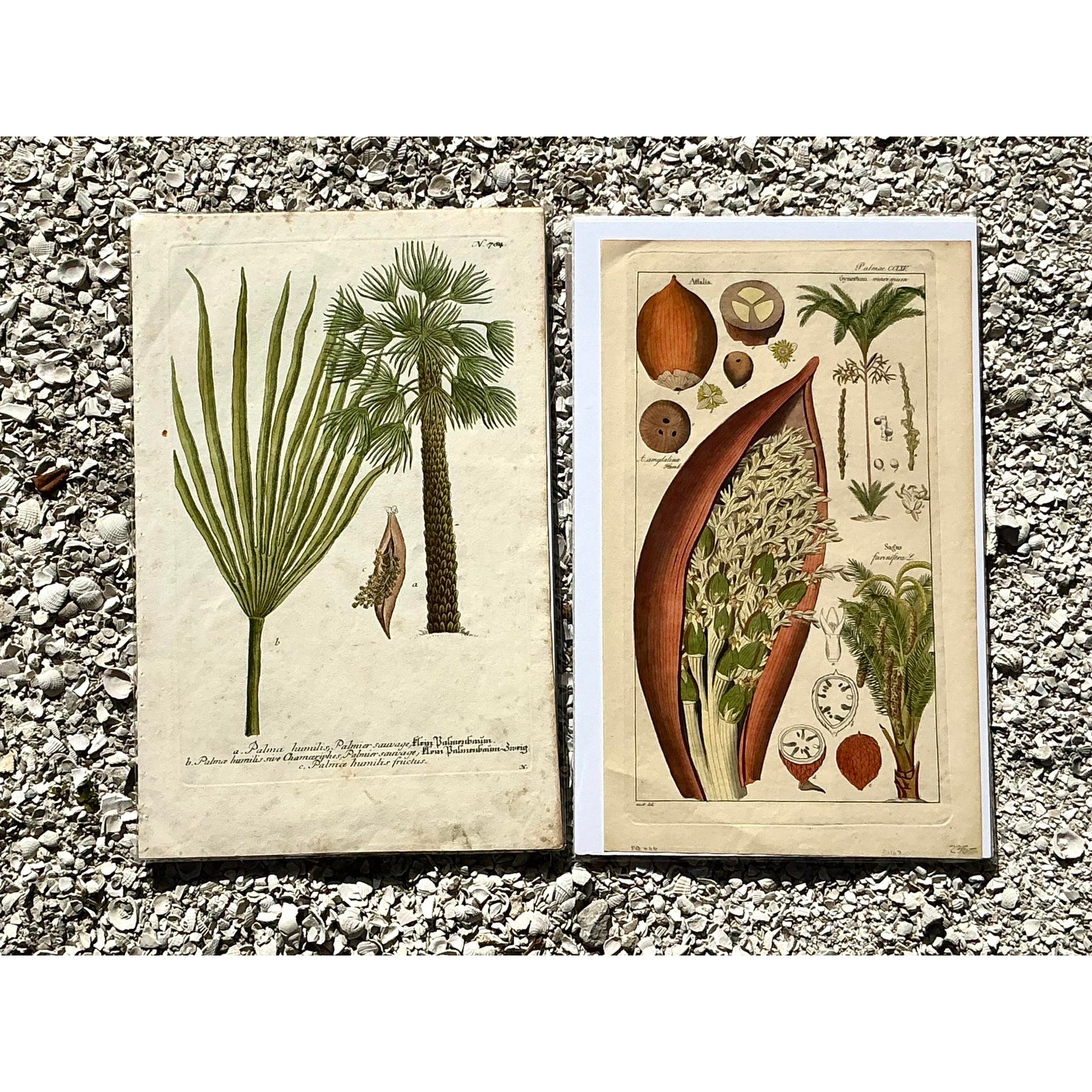 Vintage Boho Botanical Engravings - Set of 2 - Paper, 10W x 15.5H - Side view