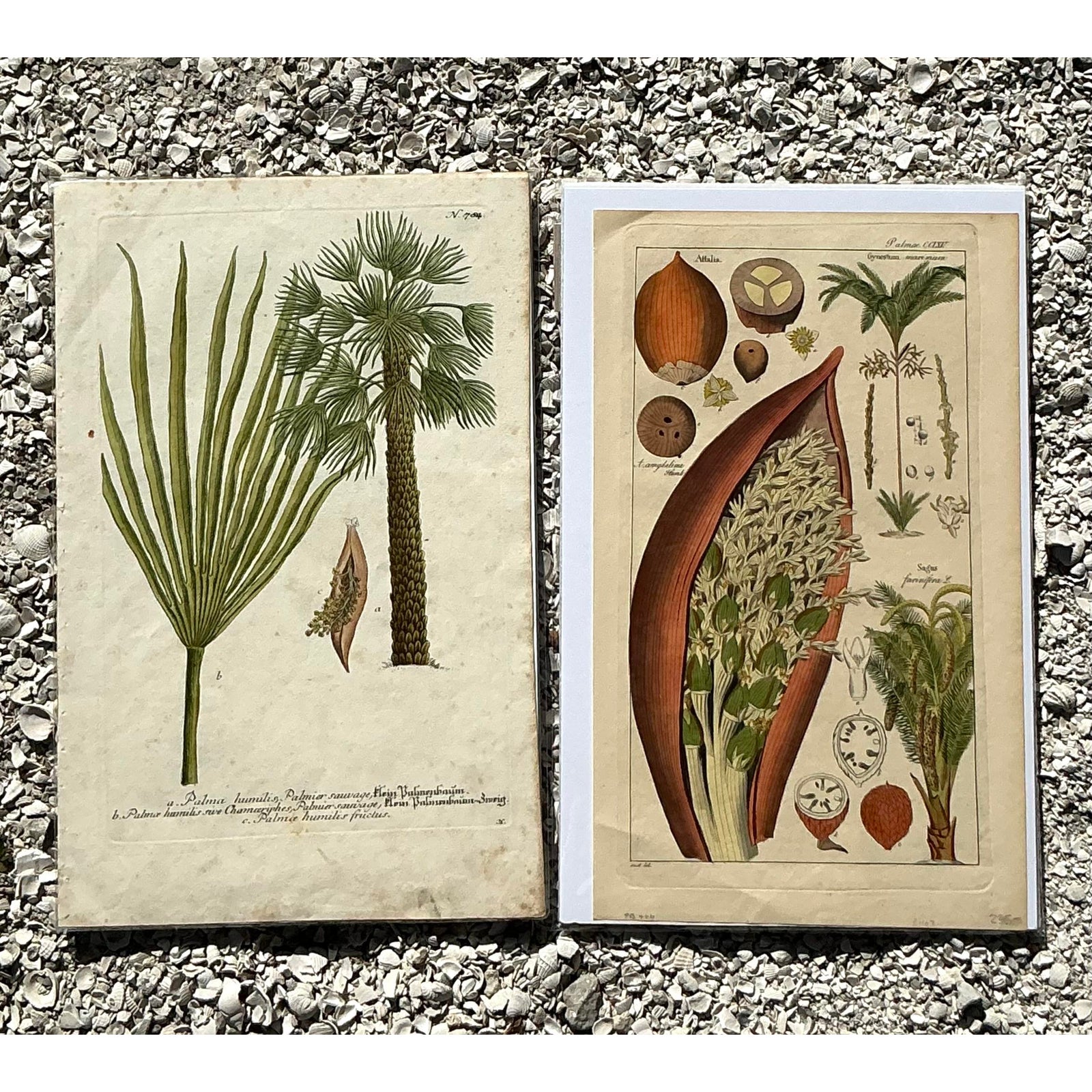 Vintage Boho Botanical Engravings - Set of 2 - Paper, 10W x 15.5H - Back view