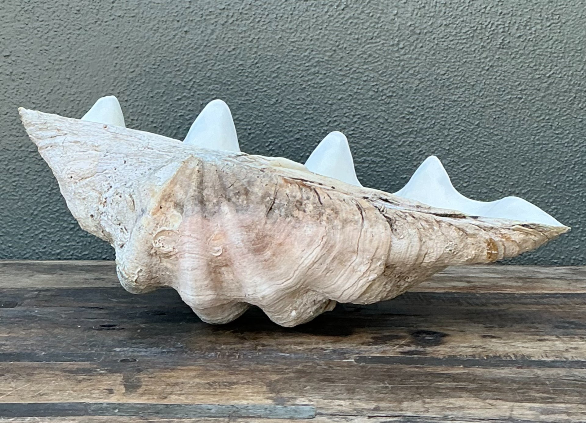 Vintage Gigas Giant Clamshell #6 - Top view