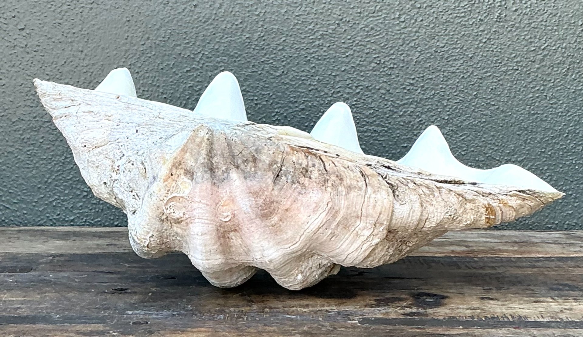 Vintage Gigas Giant Clamshell #6 - Detail view