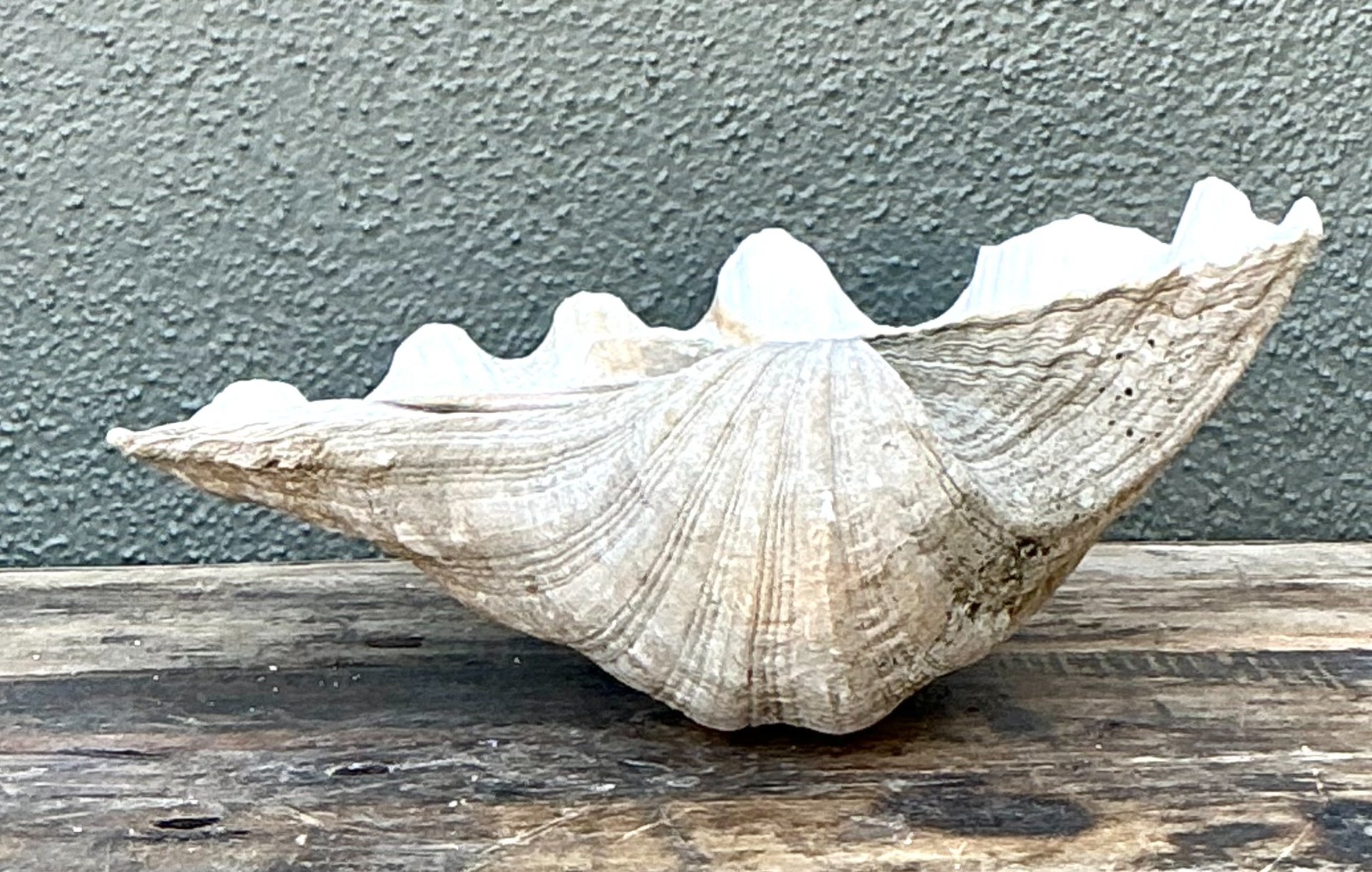 Vintage Gigas Giant Clamshell #11 - Top view