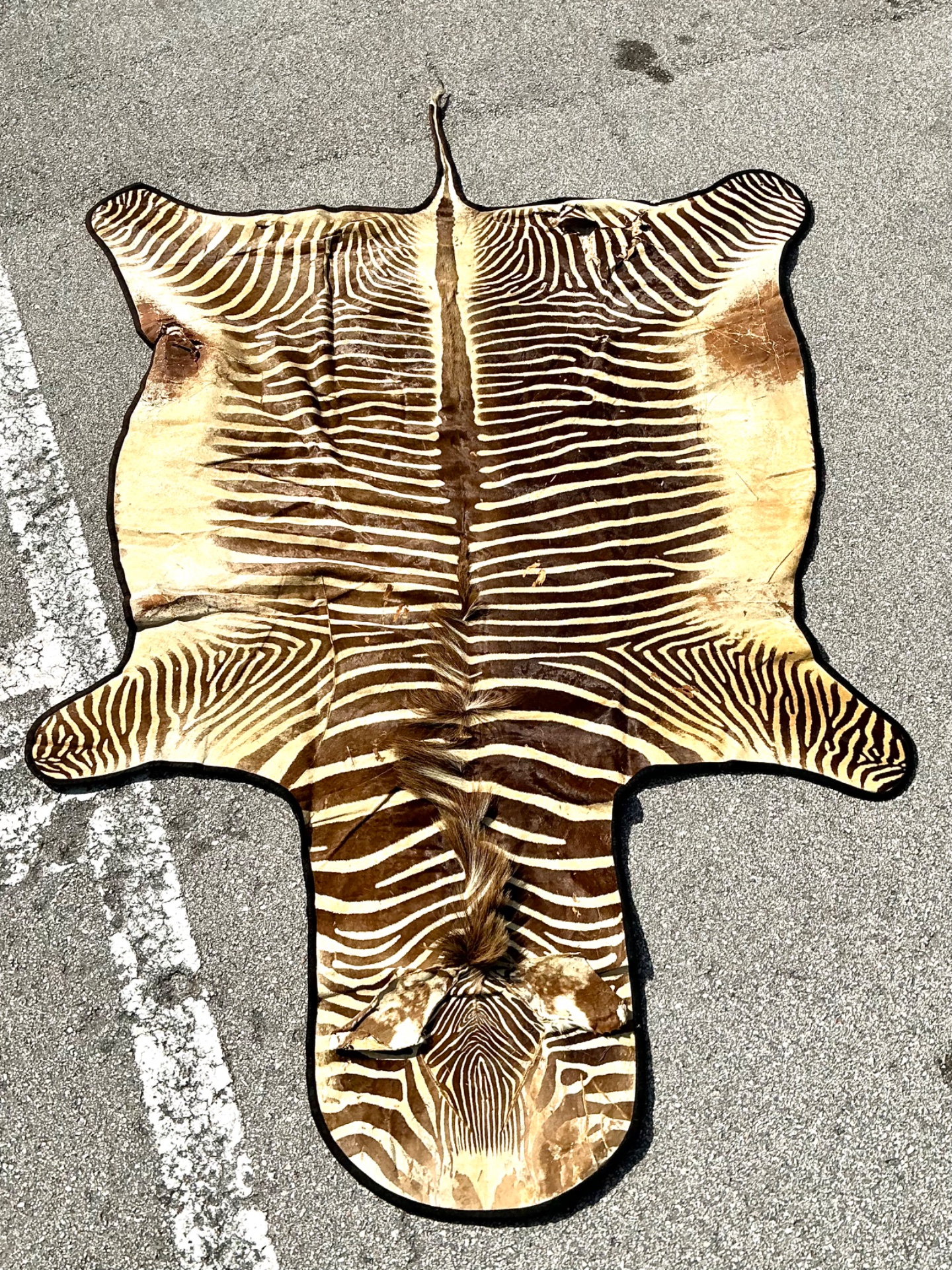 Vintage Zebra Hide Rug - Leather, 118W x 75H - Detail view