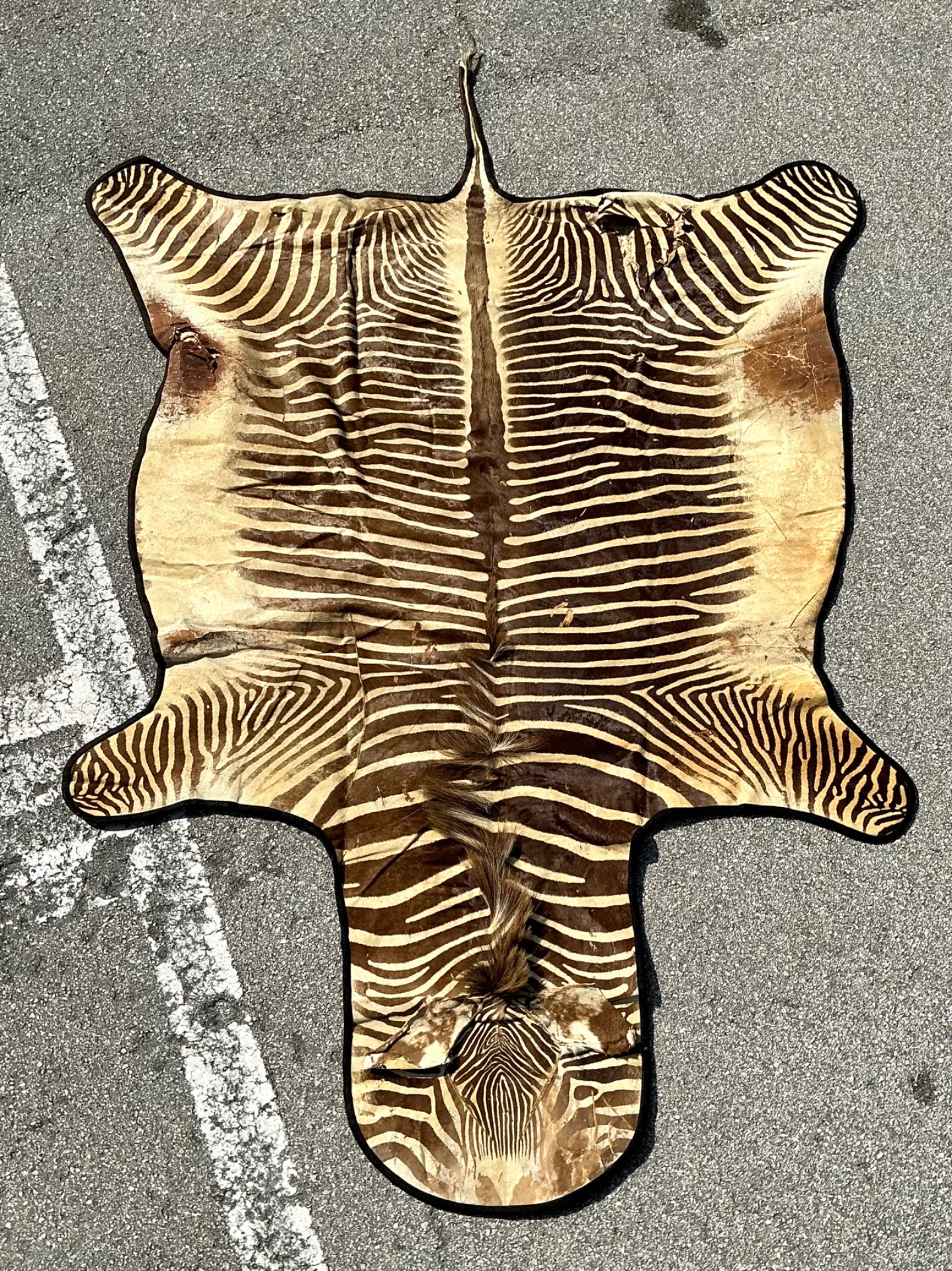 Vintage Zebra Hide Rug - Leather, 118W x 75H - Back view