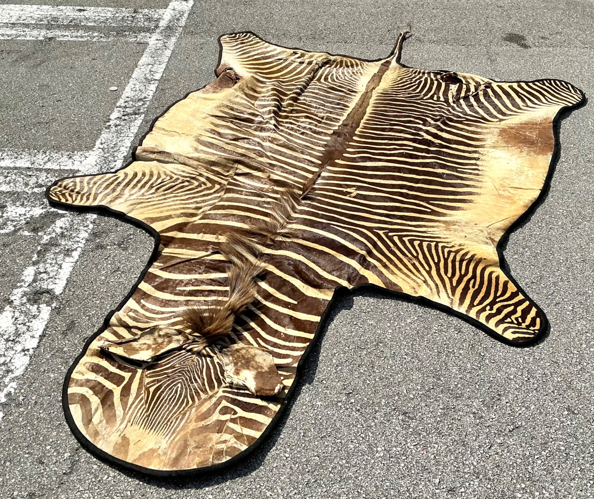 Vintage Zebra Hide Rug - Leather, 118W x 75H - Side view