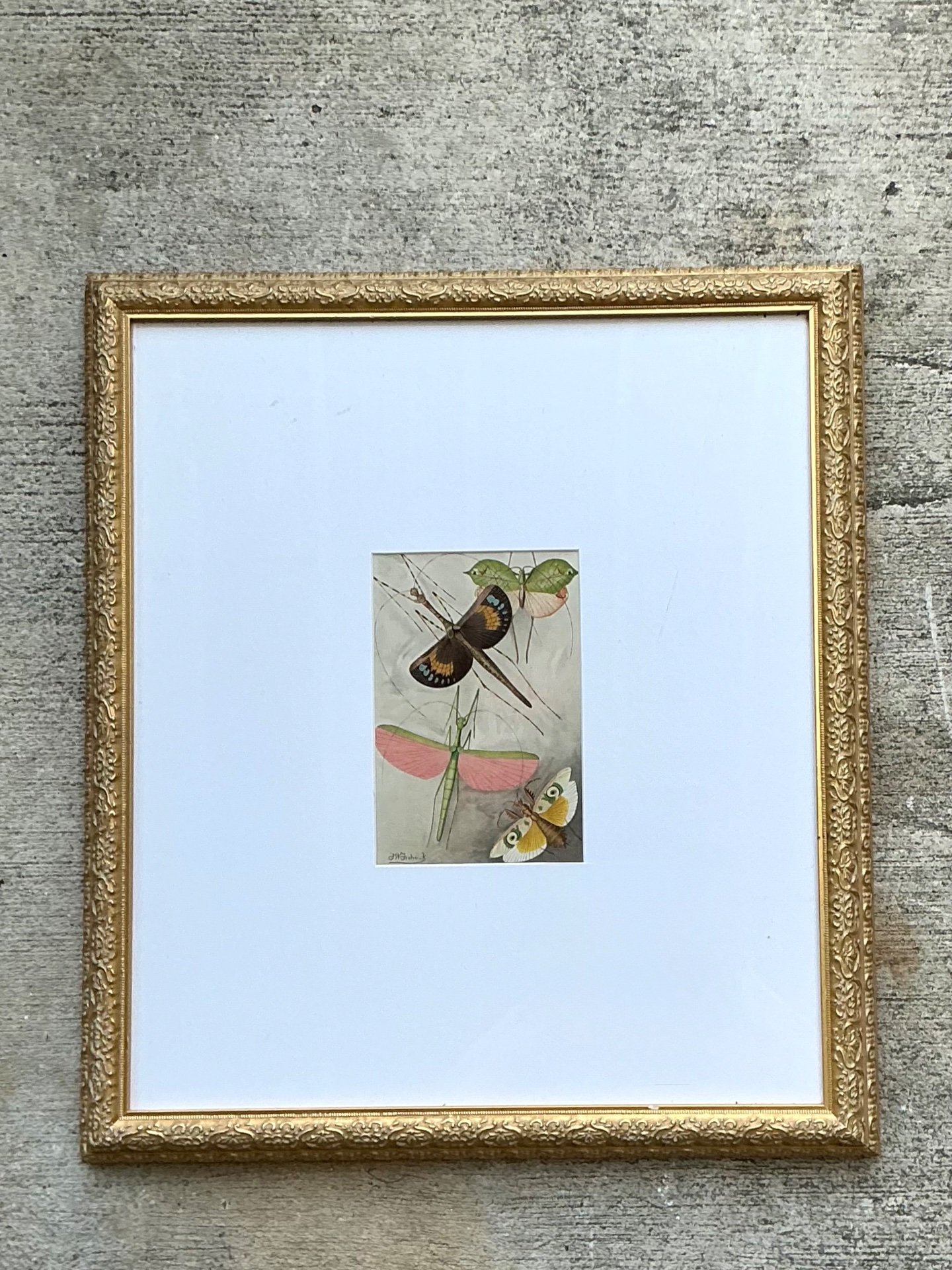 Vintage Botanical Insect Study in Gilt Frame - Top view