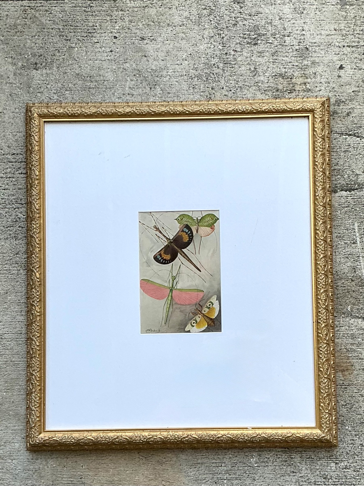 Vintage Botanical Insect Study in Gilt Frame - Side view