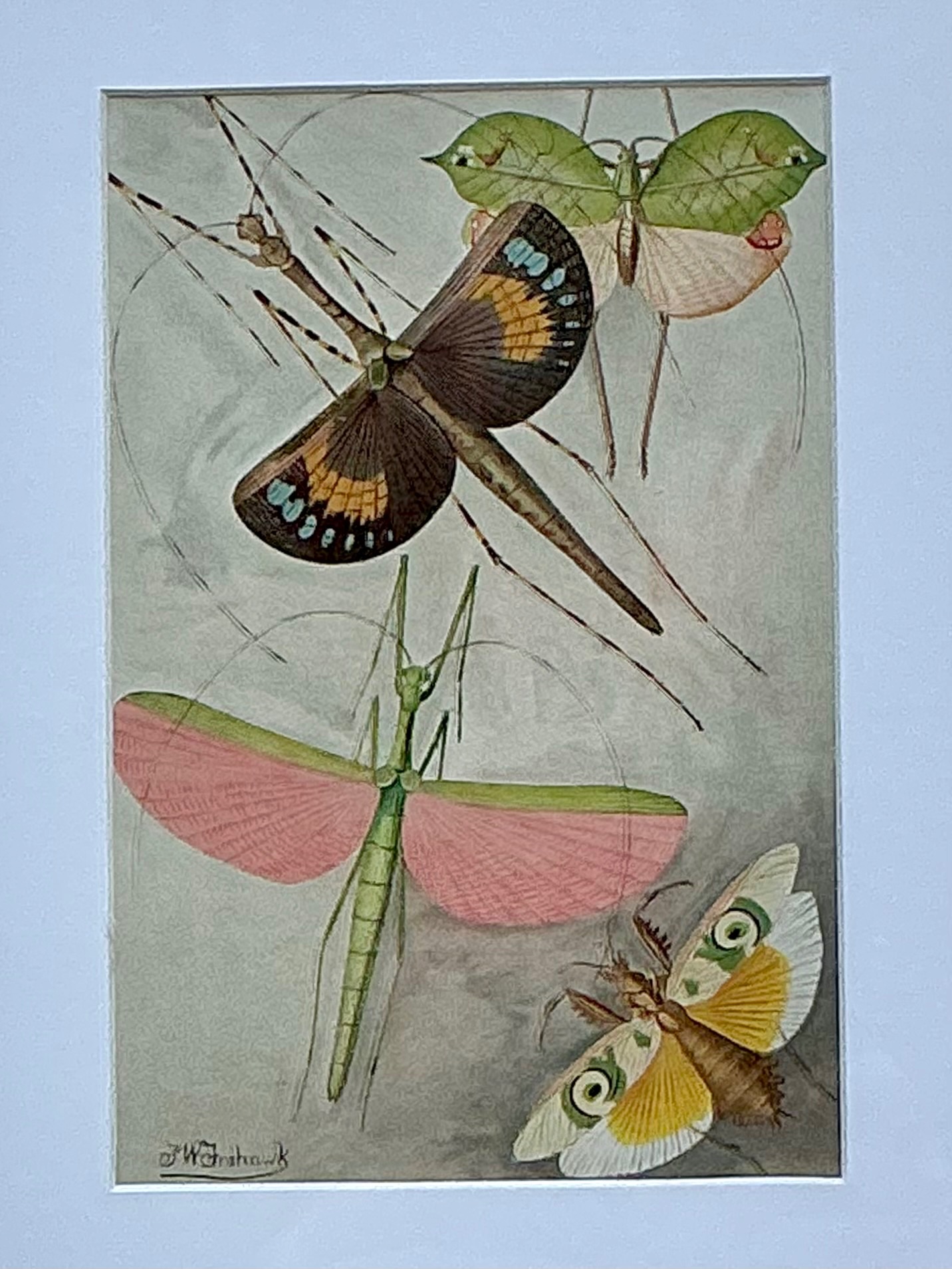 Vintage Botanical Insect Study in Gilt Frame - Detail view