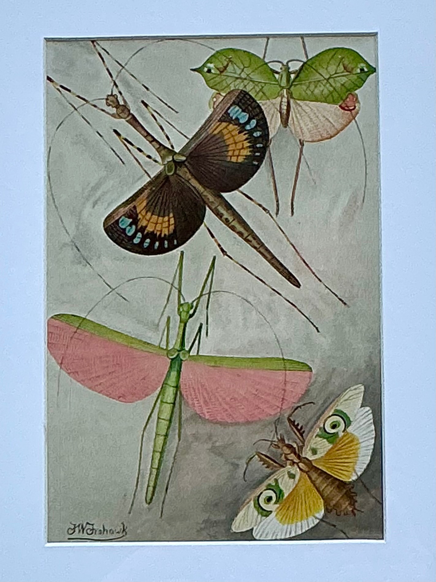 Vintage Botanical Insect Study in Gilt Frame - Back view