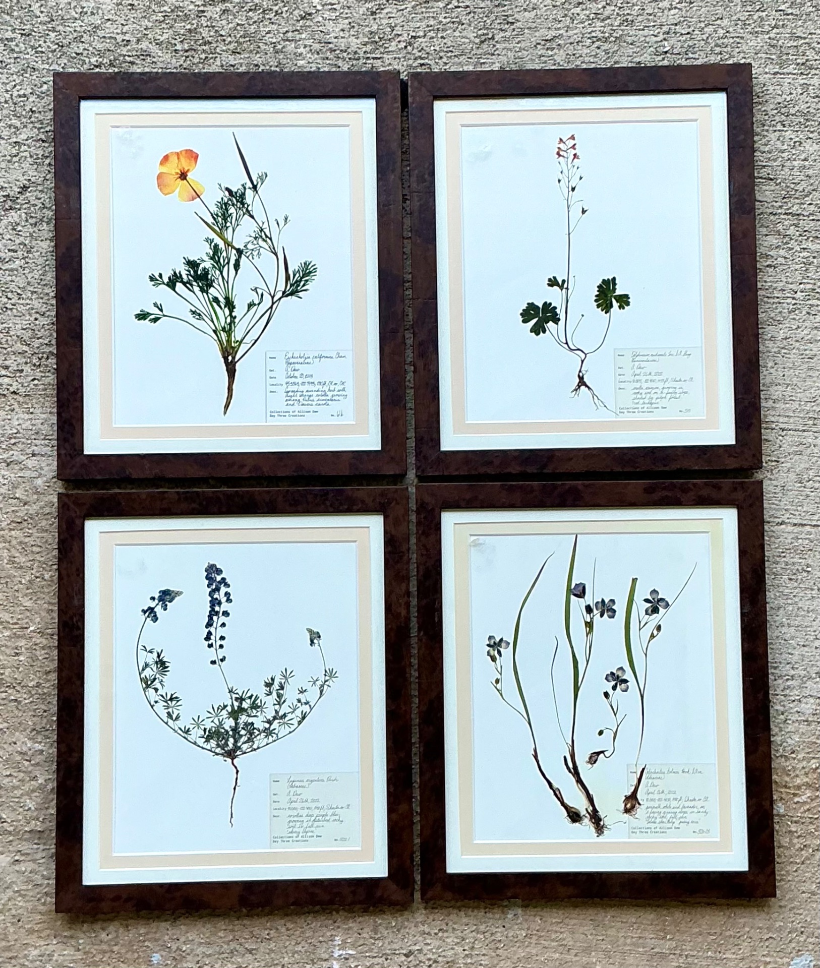 Vintage Botanical Herbarium Prints in Wood Frames - Set of 4 - Top view