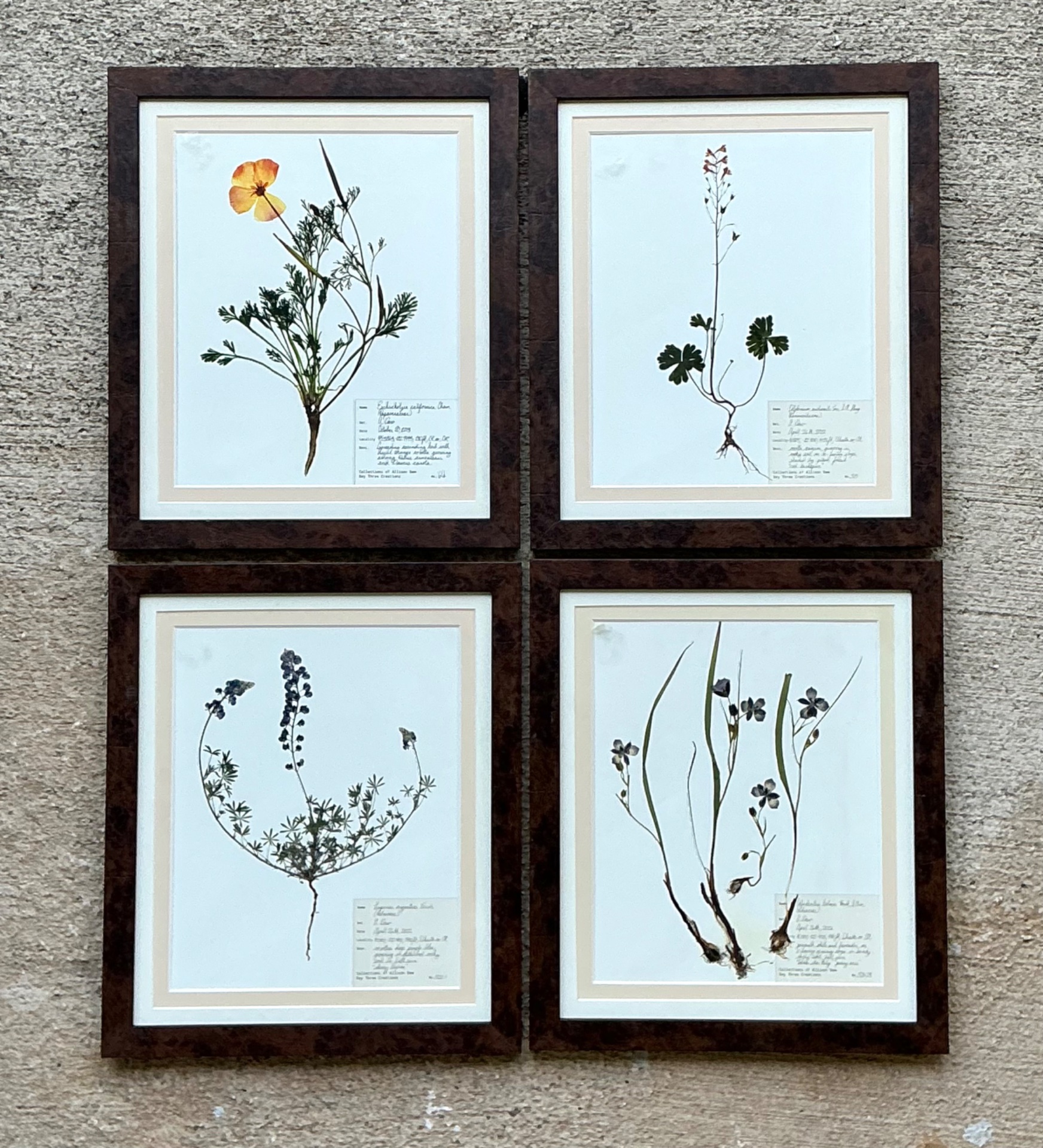 Vintage Botanical Herbarium Prints in Wood Frames - Set of 4 - Side view