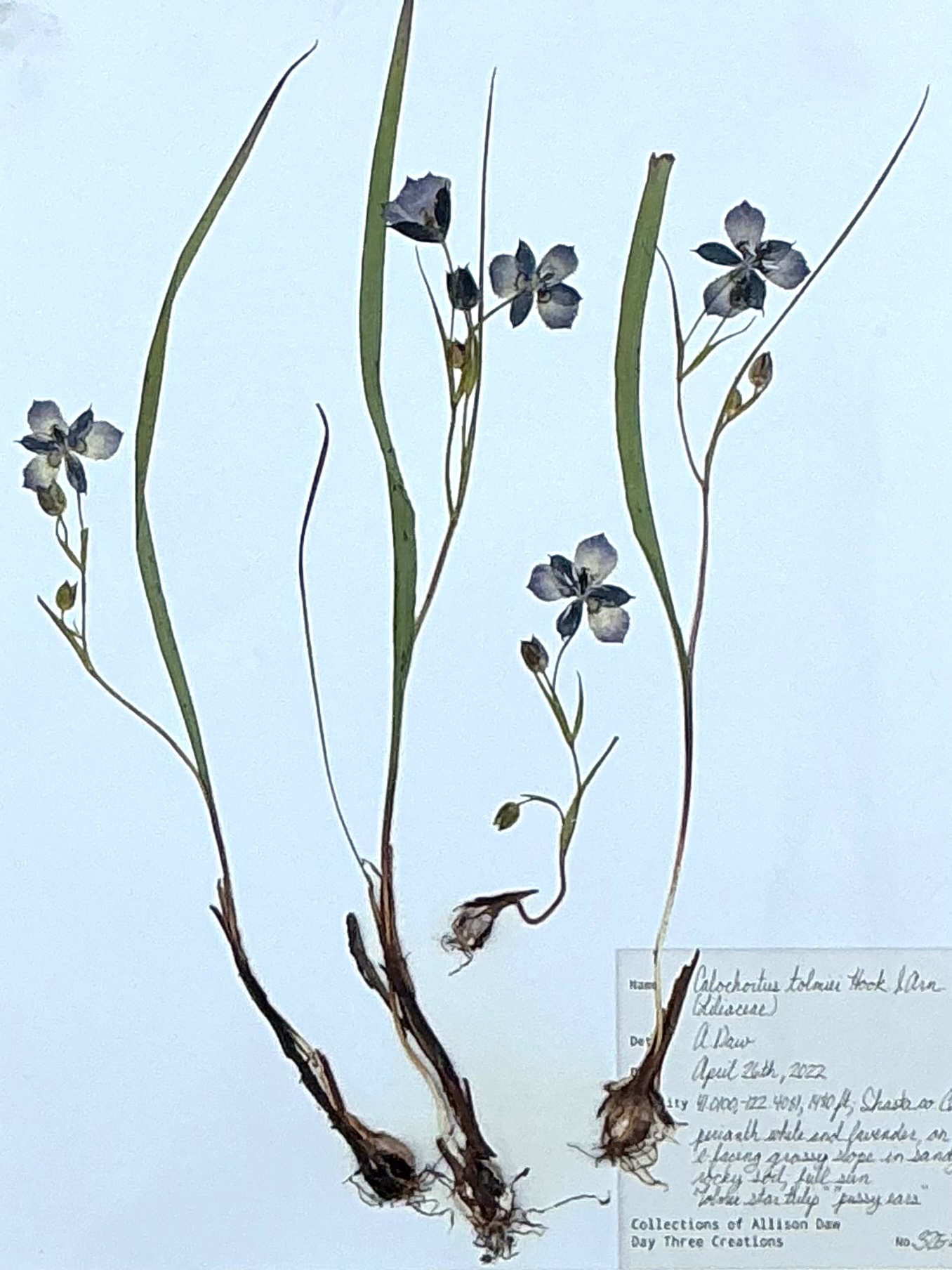 Vintage Botanical Herbarium Prints in Wood Frames - Set of 4 - Top view