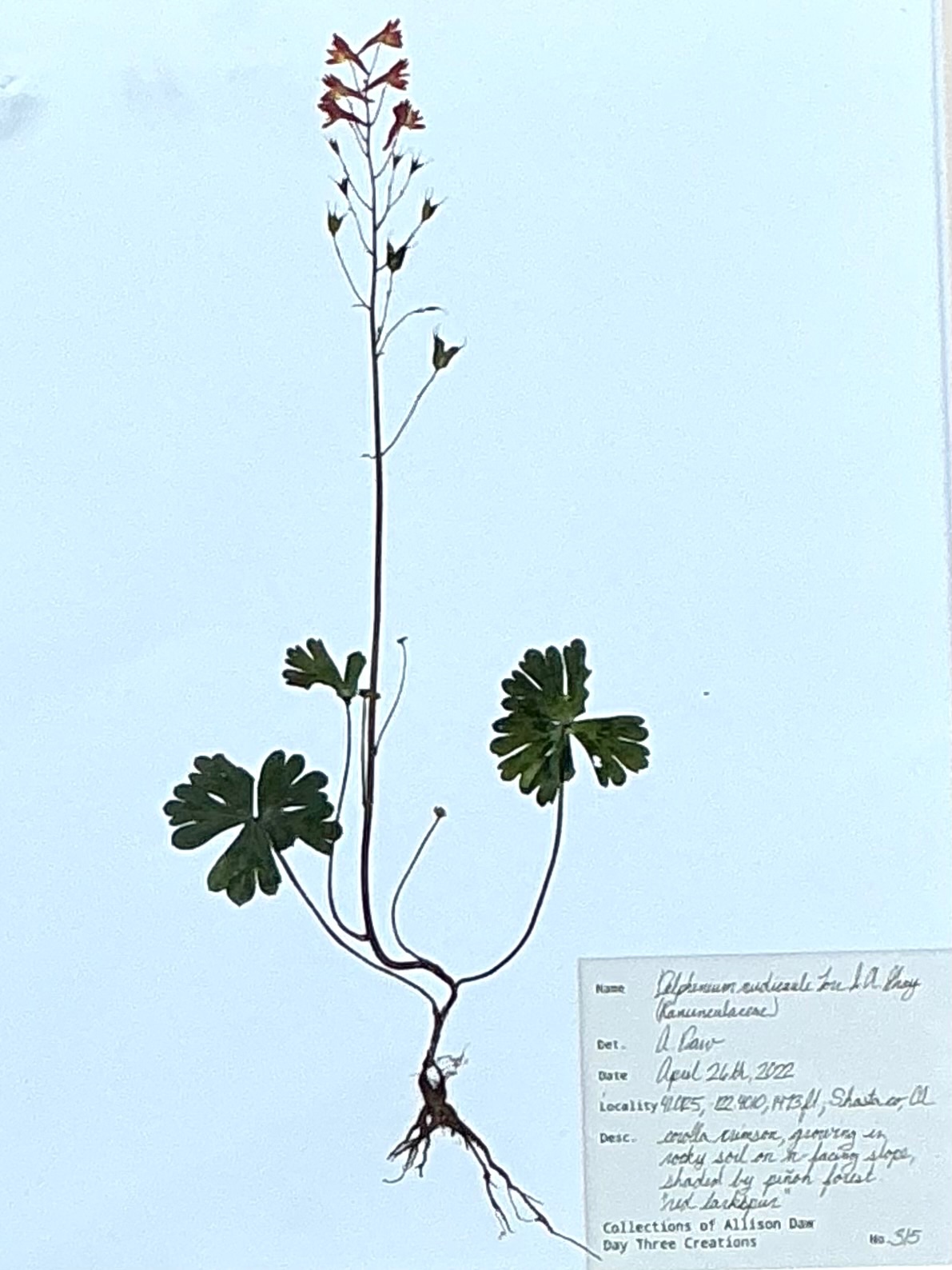 Vintage Botanical Herbarium Prints in Wood Frames - Set of 4 - Back view