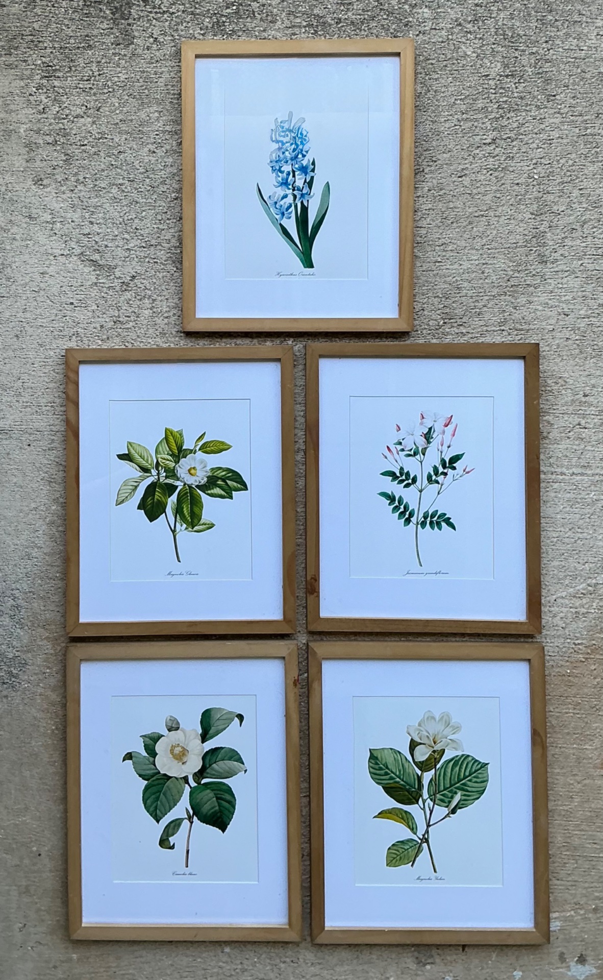 Vintage Botanical Floral Prints in Wood Frames - Set of 5 - Top view