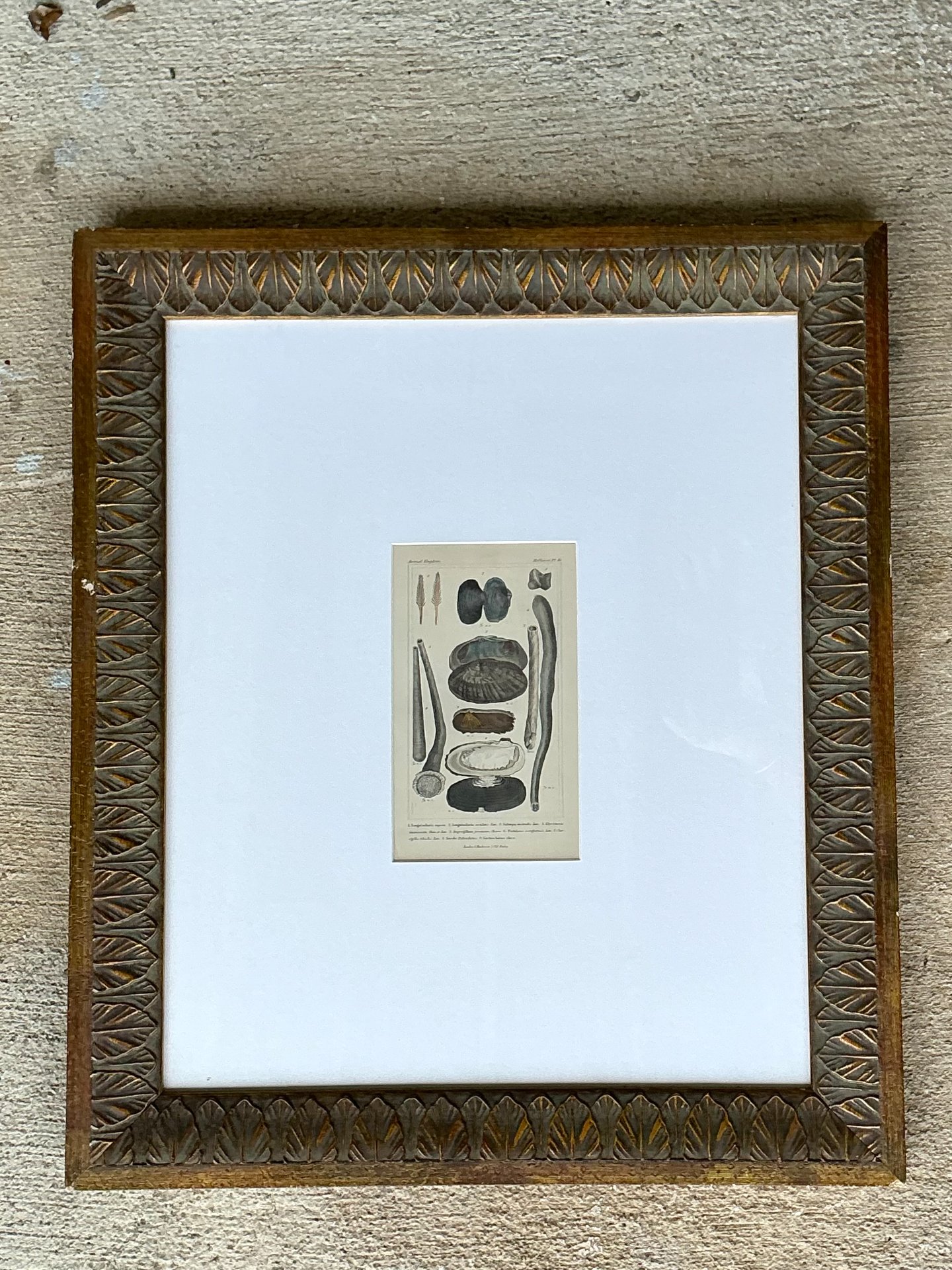 Vintage Undersea Specimen Print in Carved Wood Frame - Detail view