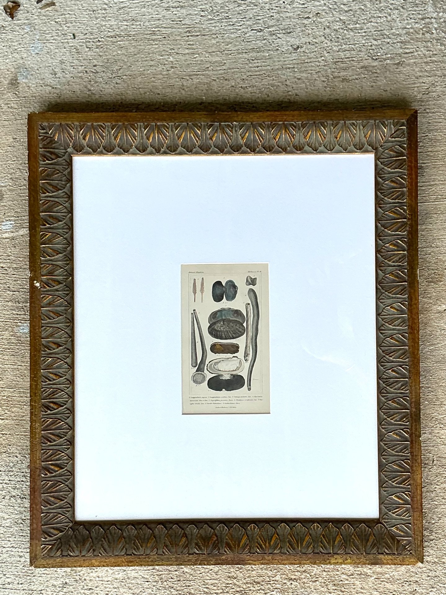 Vintage Undersea Specimen Print in Carved Wood Frame - Top view
