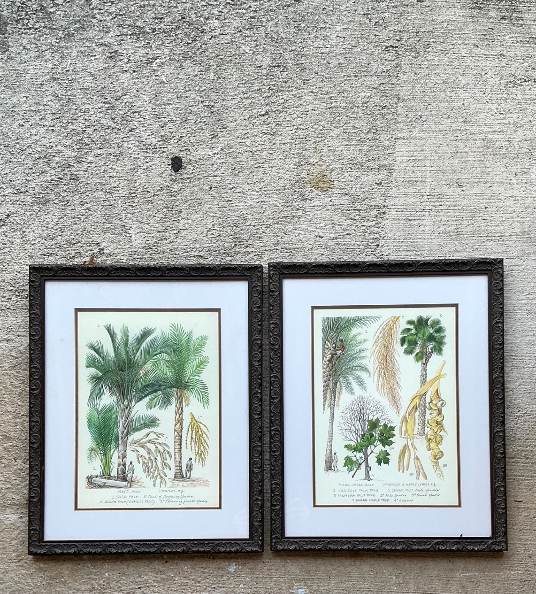 Vintage Framed Botanical Palm Illustrations - Set of 2 - Side view