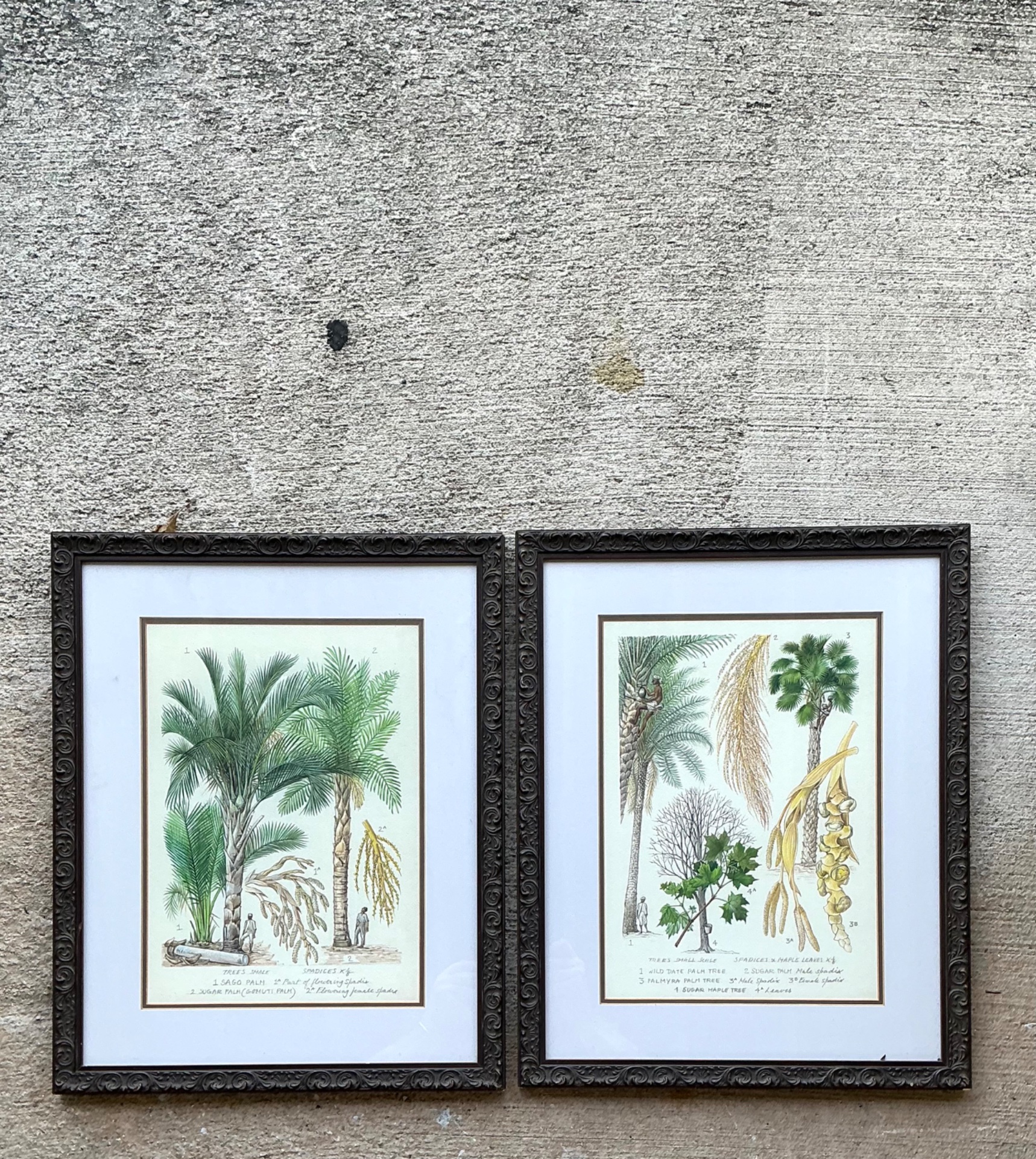 Vintage Framed Botanical Palm Illustrations - Set of 2 - Top view