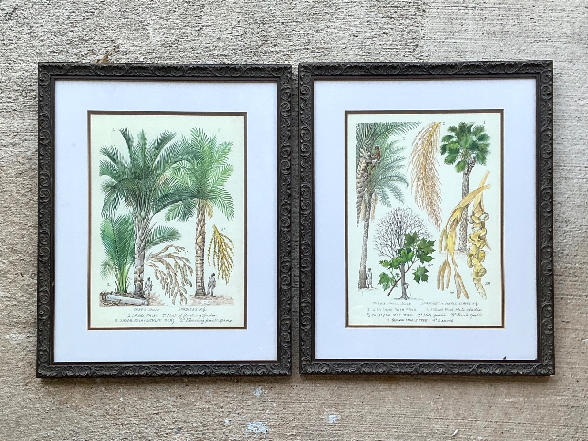 Vintage Framed Botanical Palm Illustrations - Set of 2 - Detail view