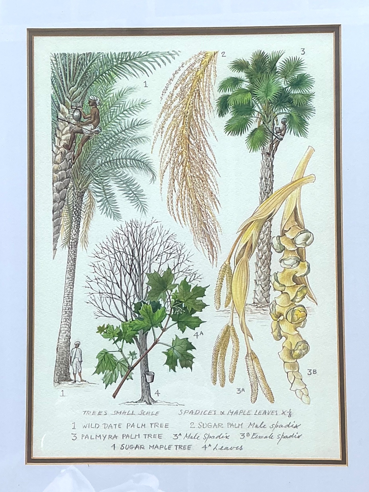 Vintage Framed Botanical Palm Illustrations - Set of 2 - Back view