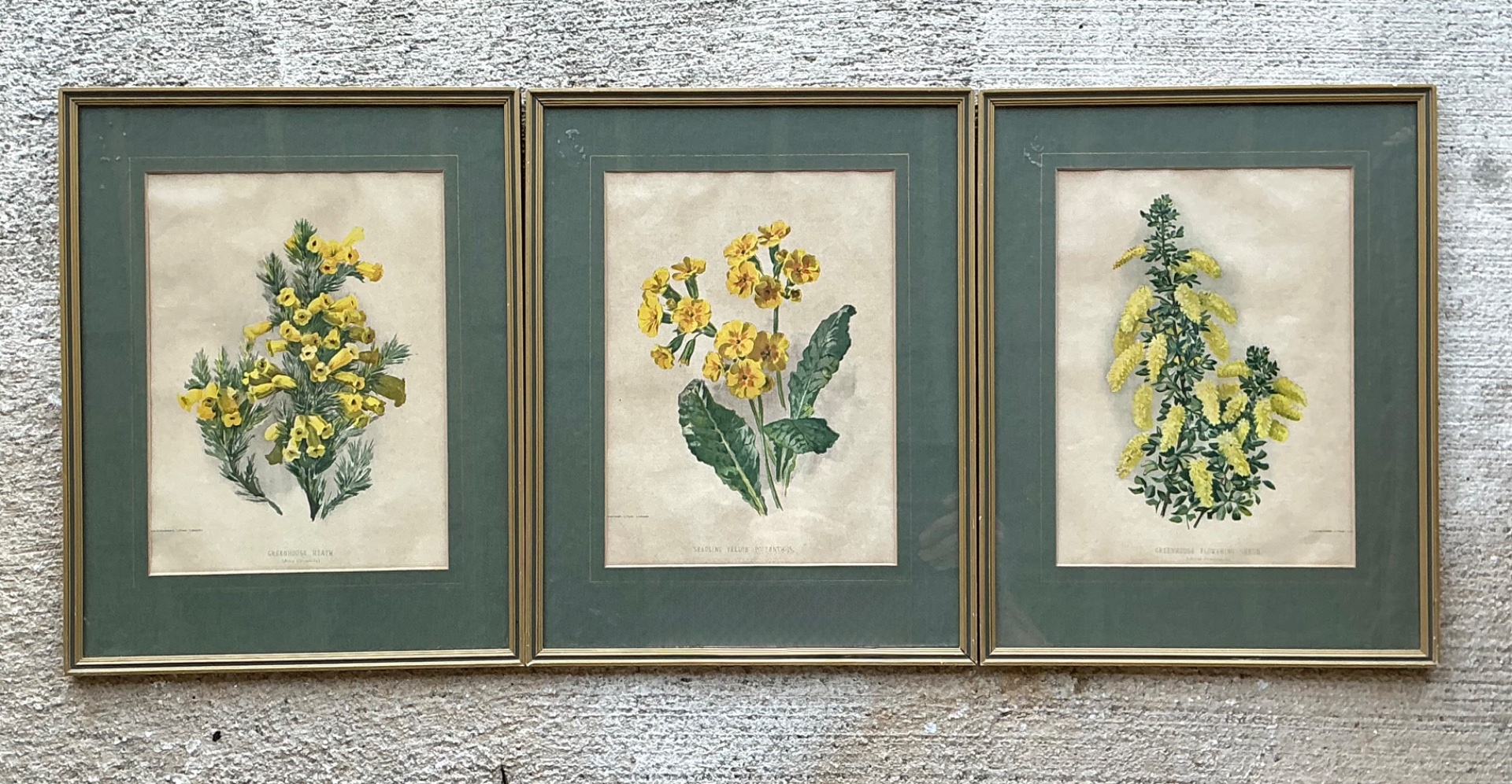 Vintage Framed Botanical Floral Illustrations - Set of 3 - Top view