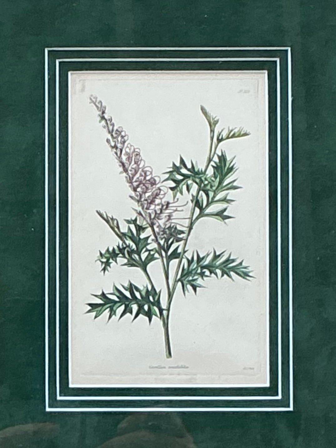 Vintage Framed Botanical Floral Prints - A Pair - Side view