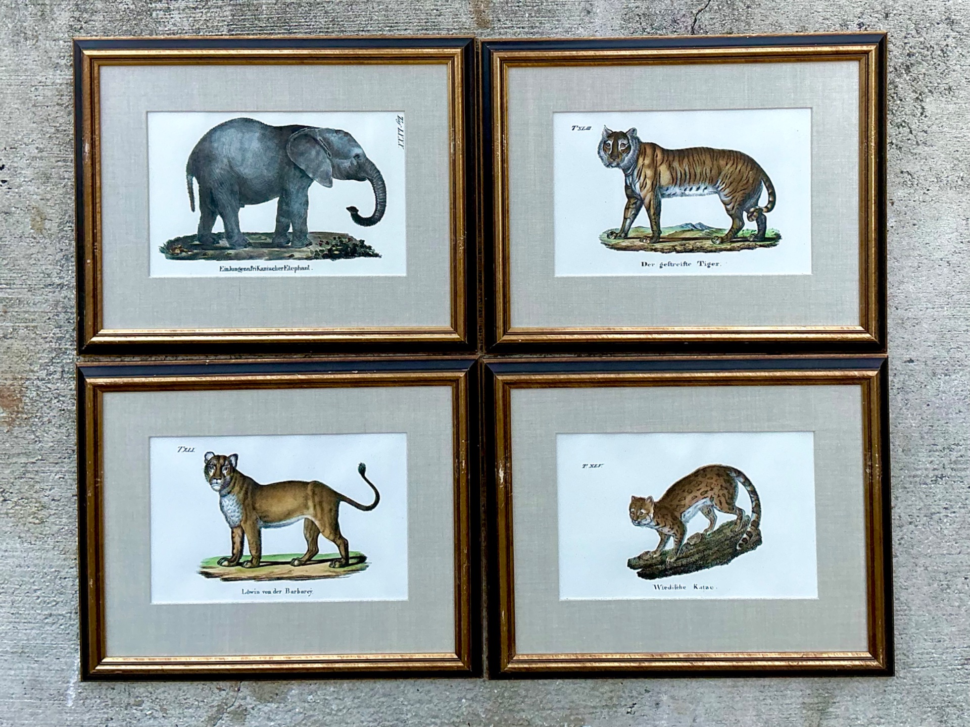 Vintage Framed Animal Illustrations - Set of 4 - Top view