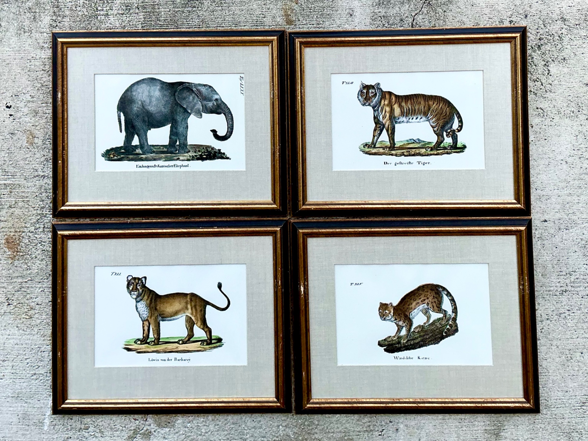 Vintage Framed Animal Illustrations - Set of 4 - Back view