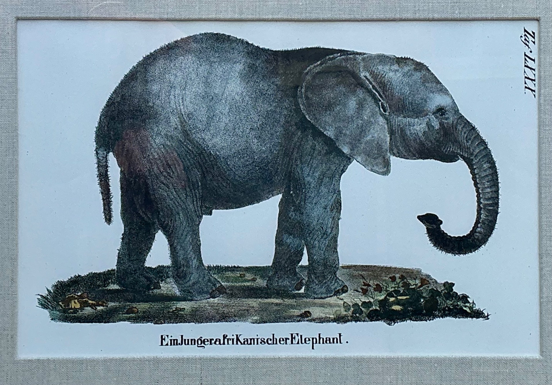 Vintage Framed Animal Illustrations - Set of 4 - Back view