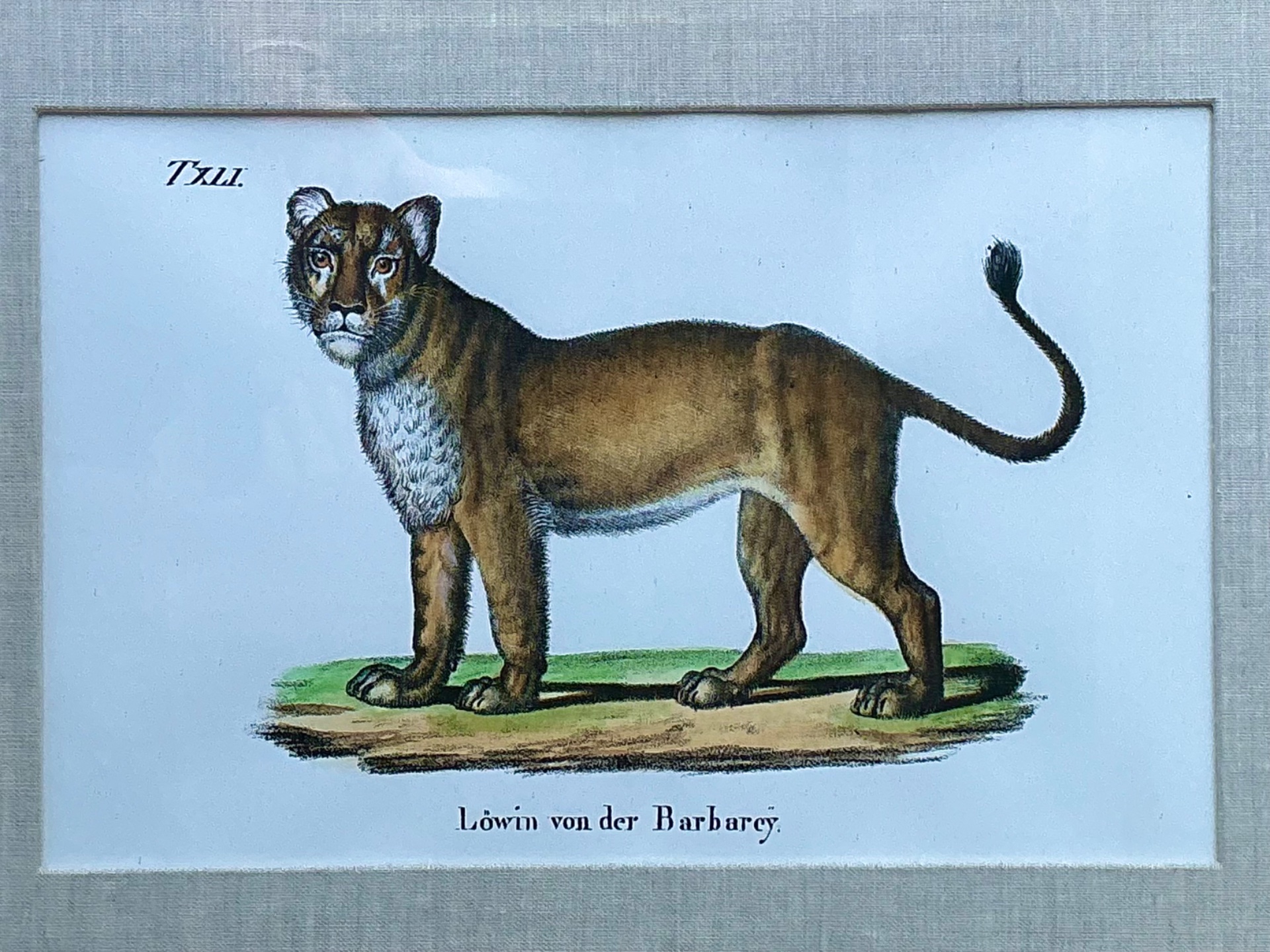 Vintage Framed Animal Illustrations - Set of 4 - Side view