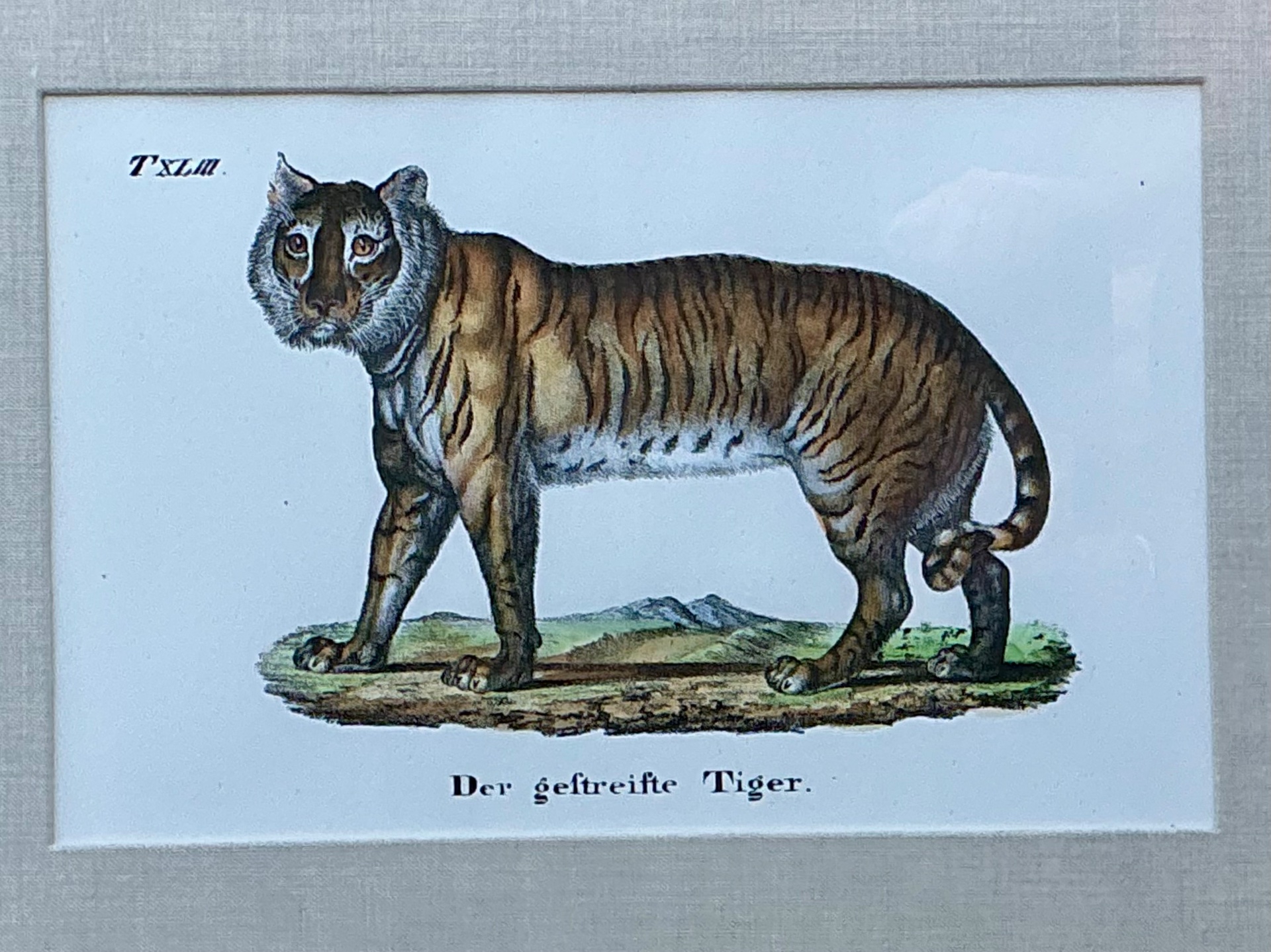Vintage Framed Animal Illustrations - Set of 4 - Side view