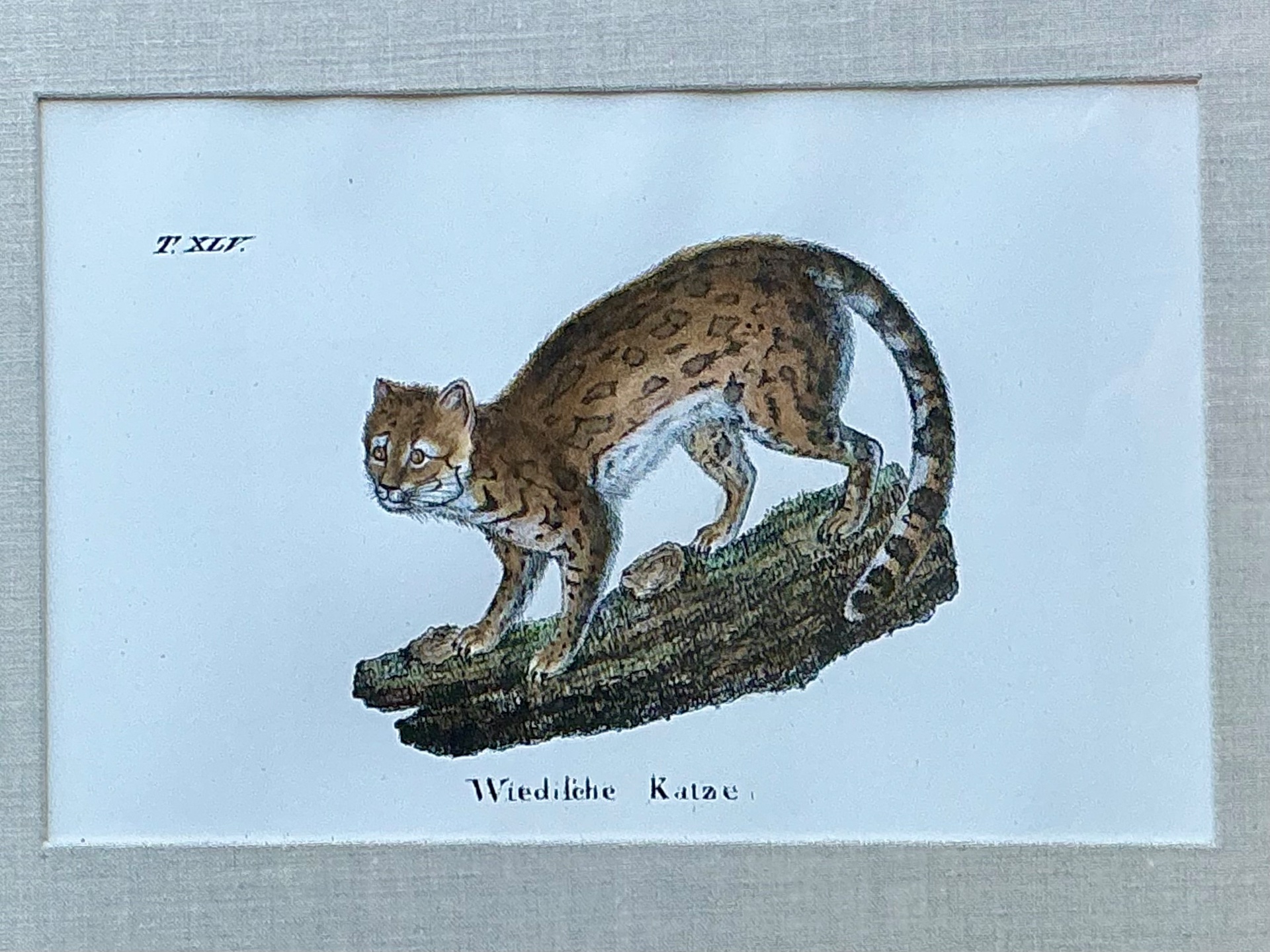 Vintage Framed Animal Illustrations - Set of 4 - Top view