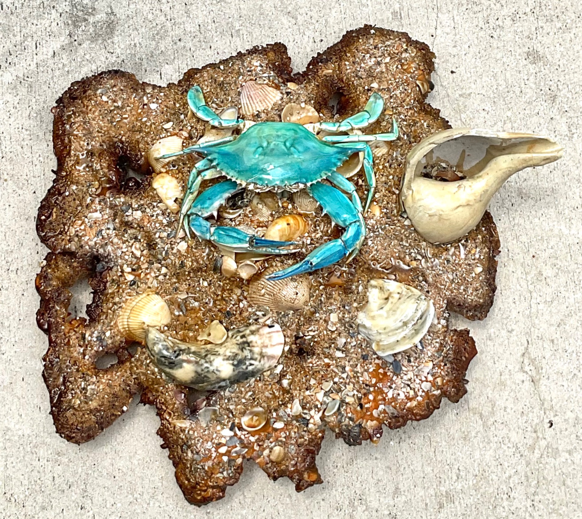 Vintage Coastal Crab and Shells Wall Art - Shell, 18W x 17H - Detail view