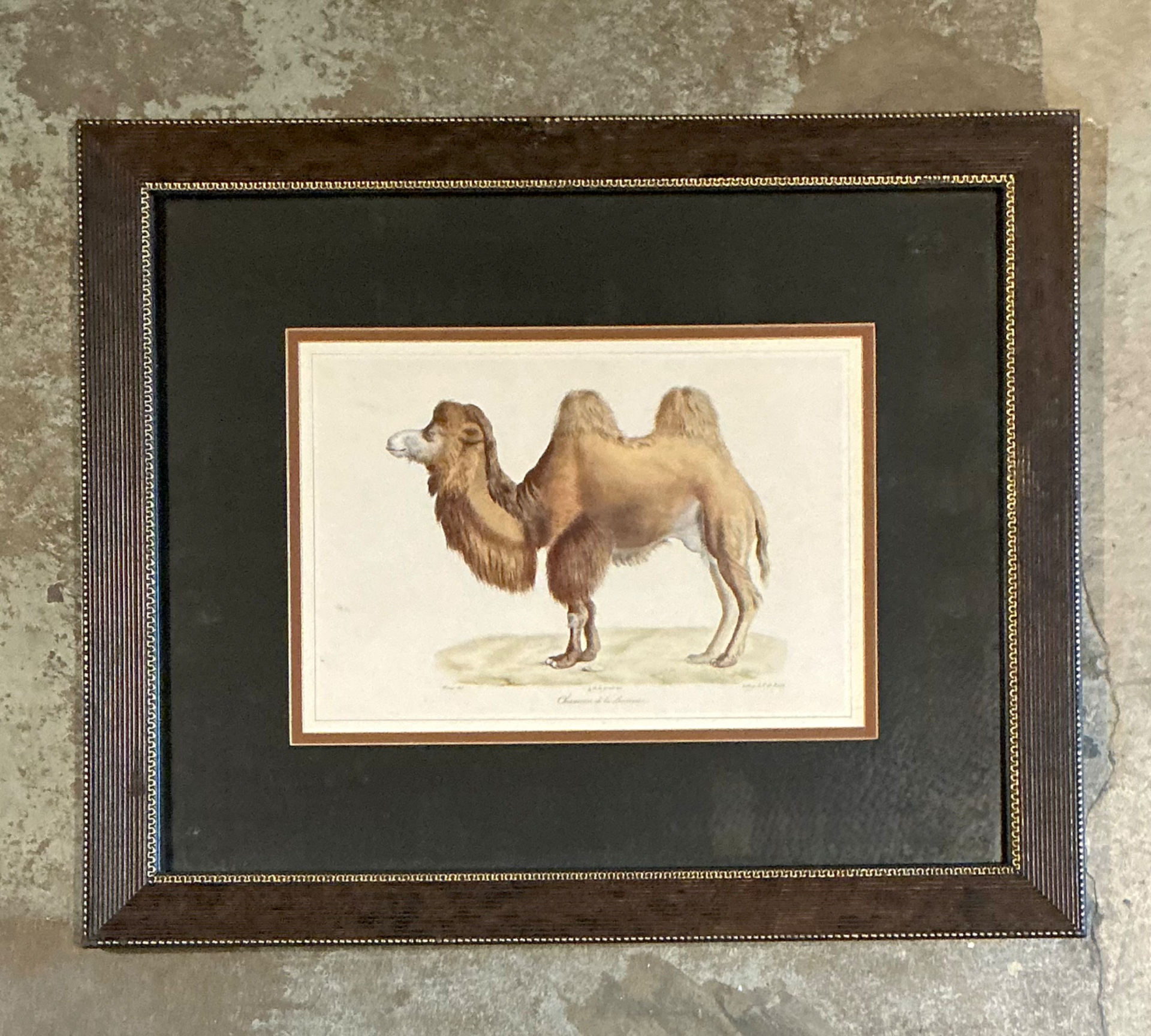 Vintage Framed Camel Print - Detail view