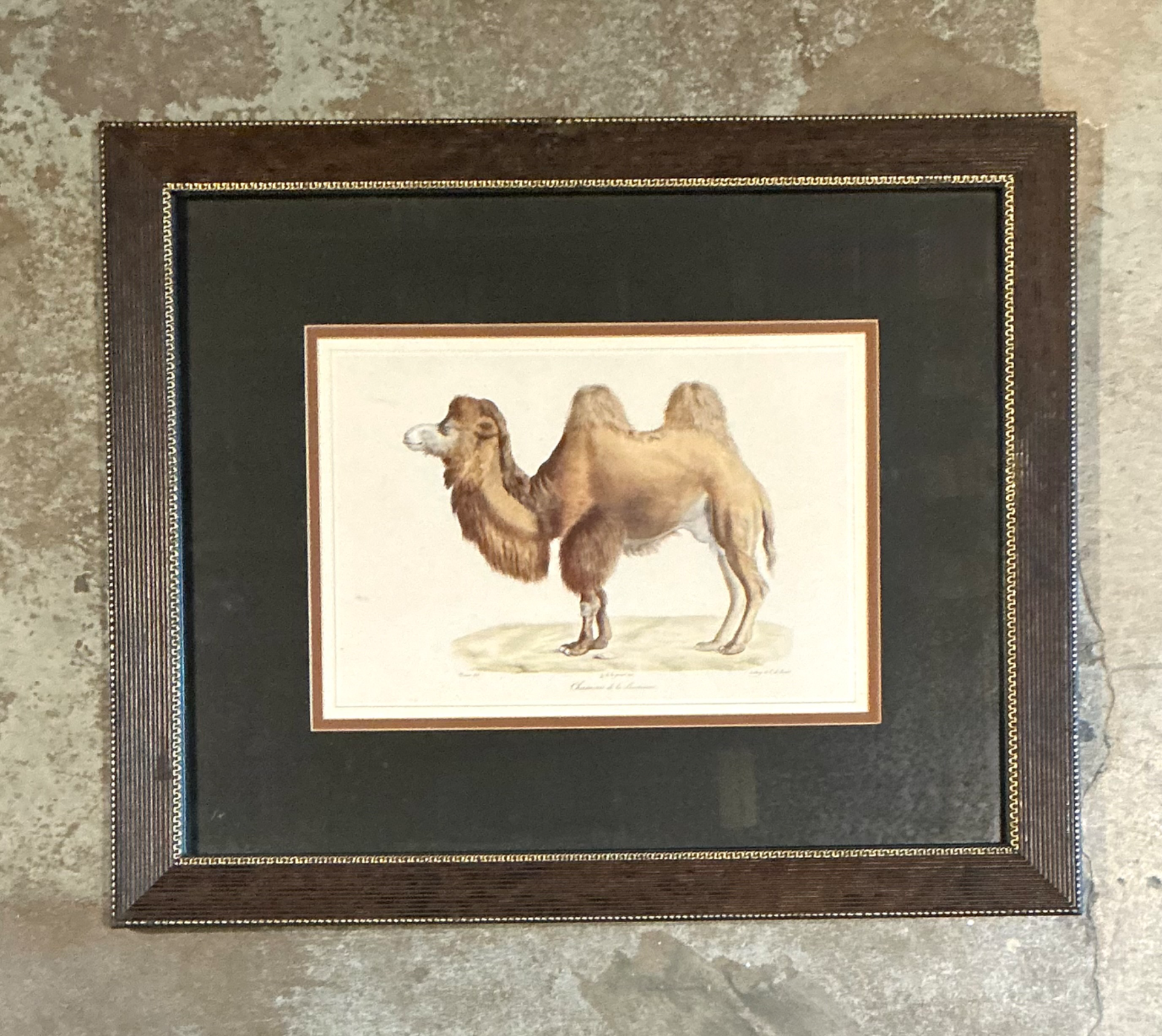 Vintage Framed Camel Print - Back view