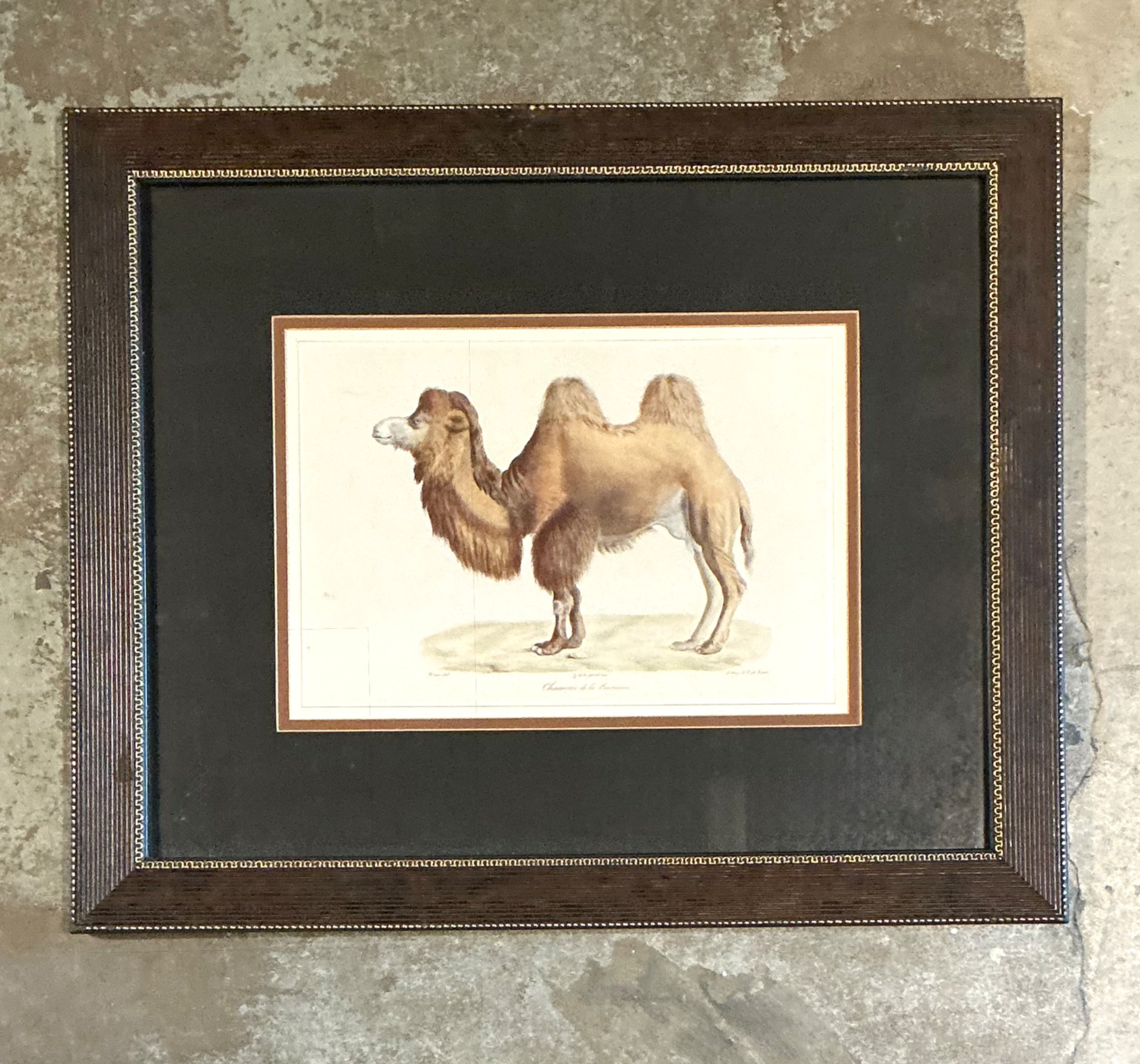 Vintage Framed Camel Print - Side view