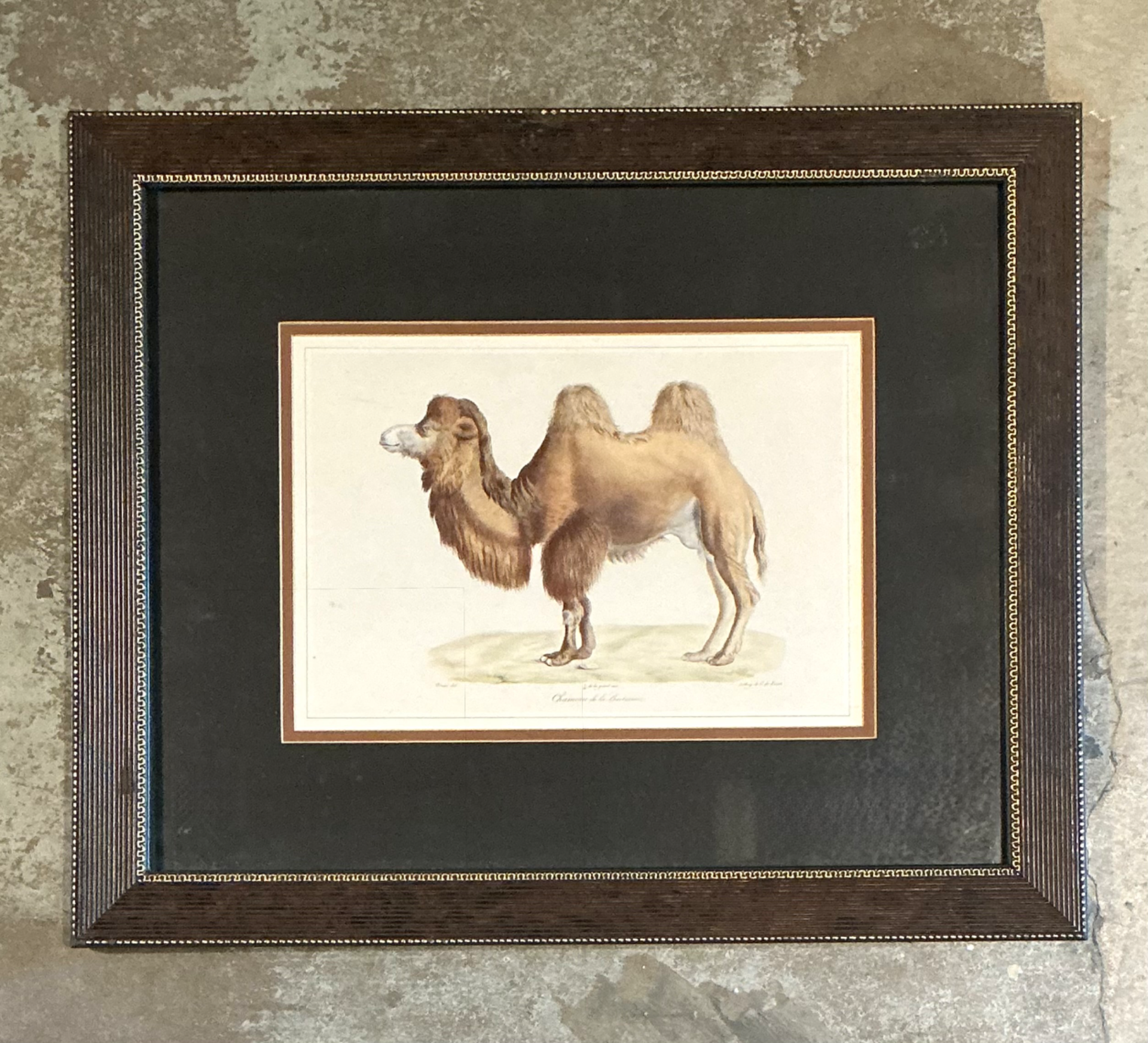 Vintage Framed Camel Print - Top view