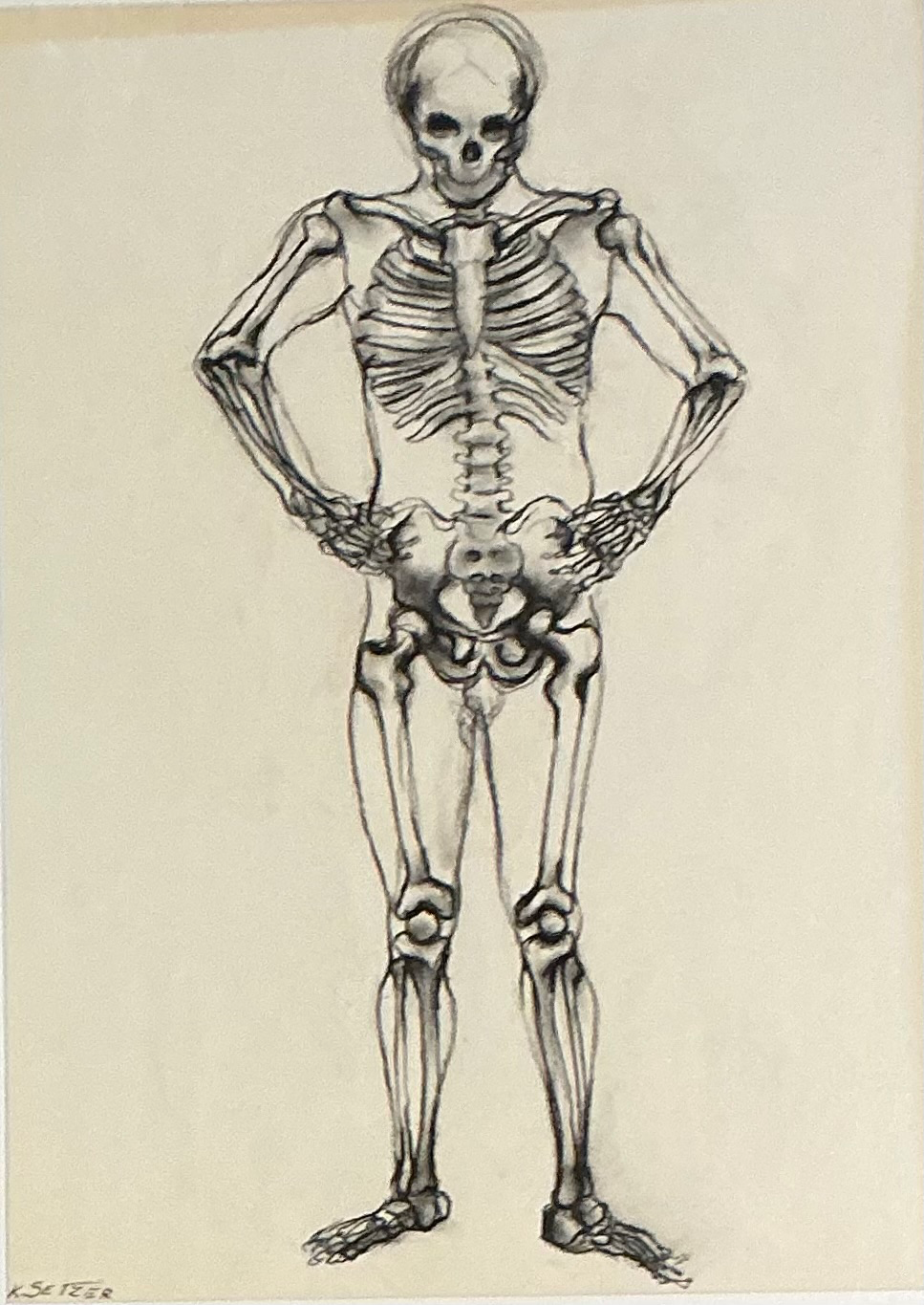 Vintage Framed Skeleton Study on Paper - Detail view