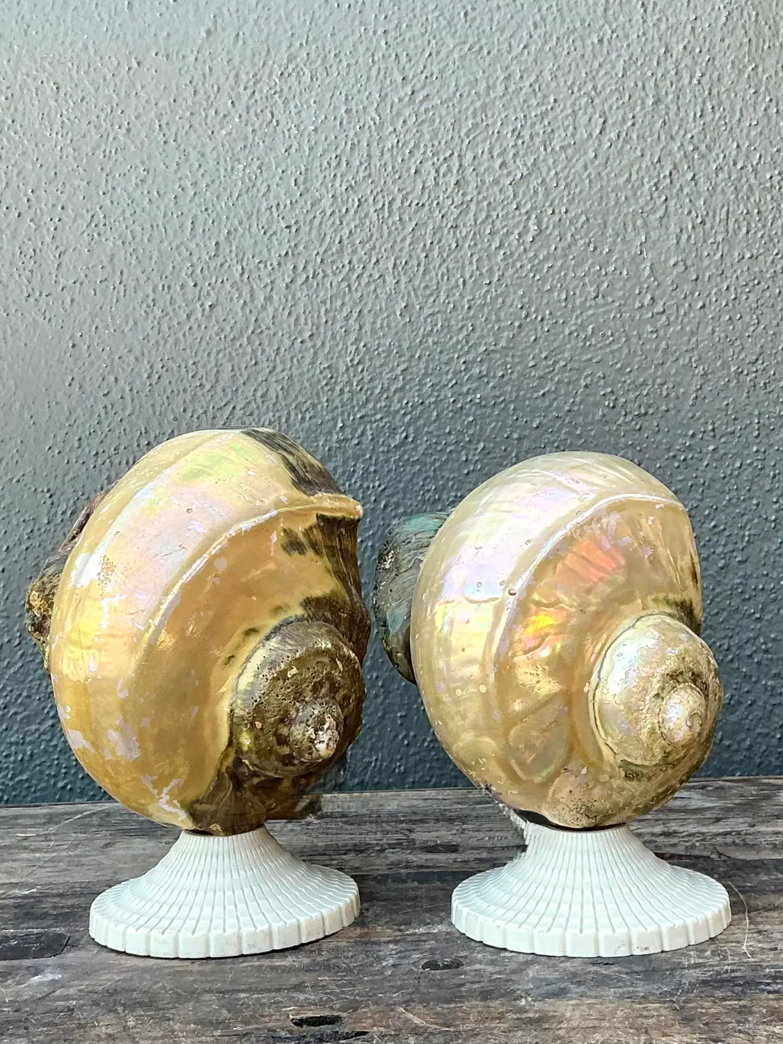 Vintage Deco Nautilus Shell Lamps - A Pair - Detail view