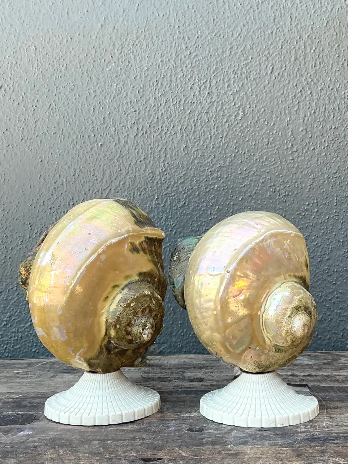 Vintage Deco Nautilus Shell Lamps - A Pair - Top view