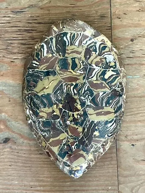 Vintage Italian Scagliola Artisan Made Pigmented Plaster Turtle Shell - Side view