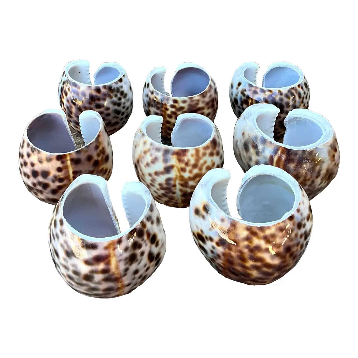 Vintage Sliced Shell Napkin Holders - Set of 8