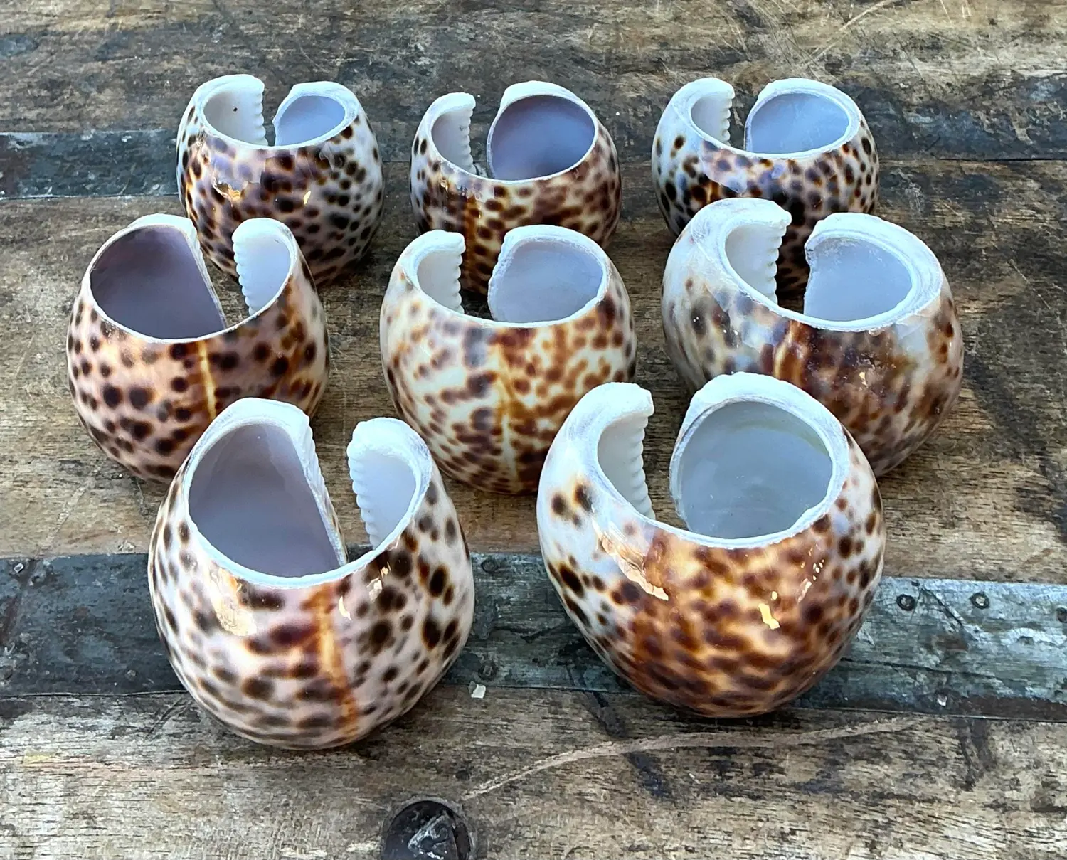 Vintage Sliced Shell Napkin Holders - Set of 8 - Detail view