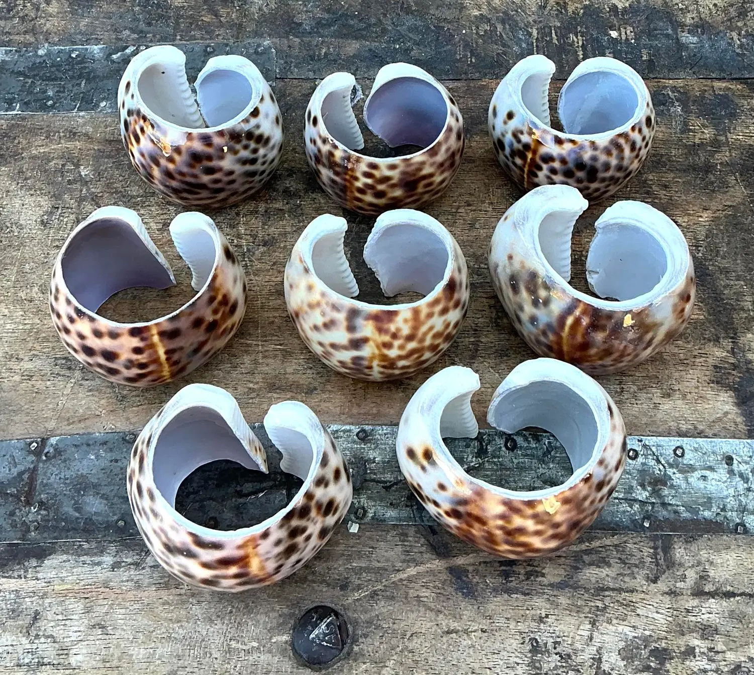 Vintage Sliced Shell Napkin Holders - Set of 8 - Side view