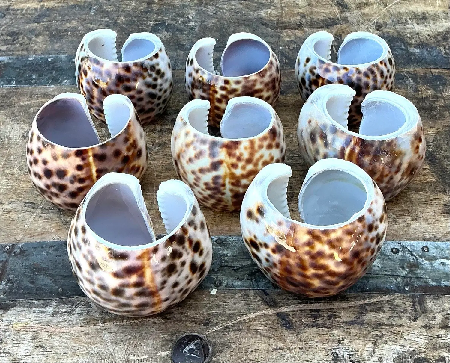 Vintage Sliced Shell Napkin Holders - Set of 8 - Back view
