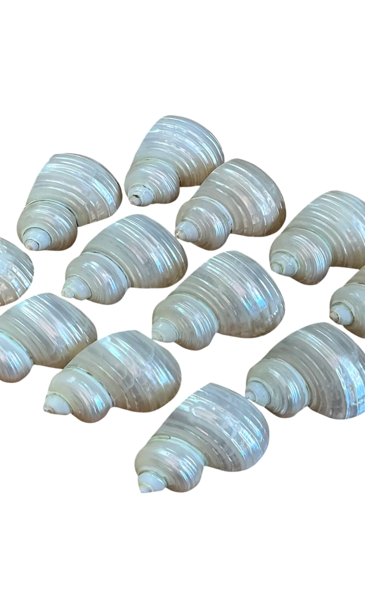 Vintage Shell Napkin Rings - Set of 12 - Detail view