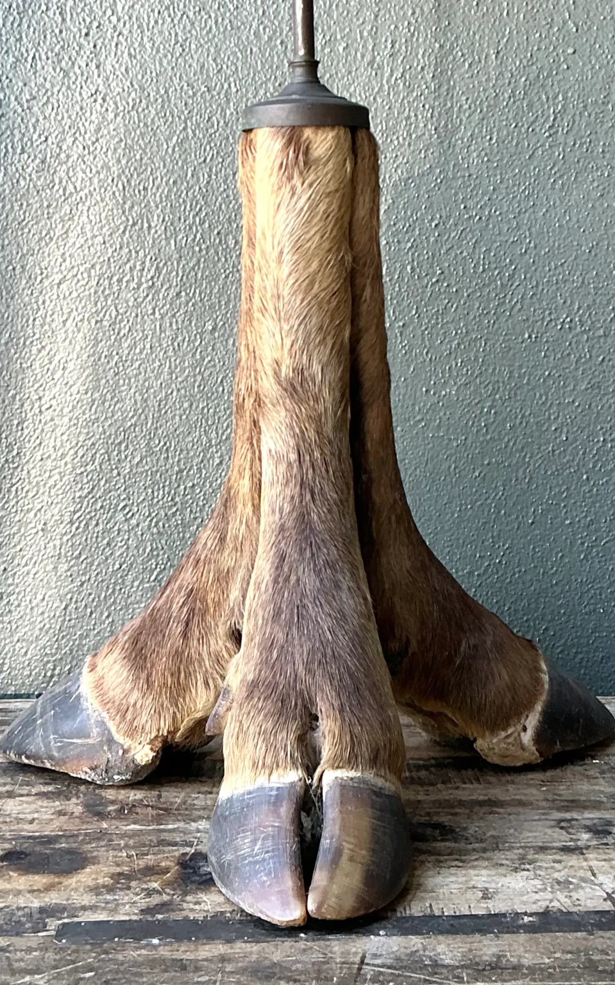 Vintage Taxidermy Hoof Table Lamp - Angle view