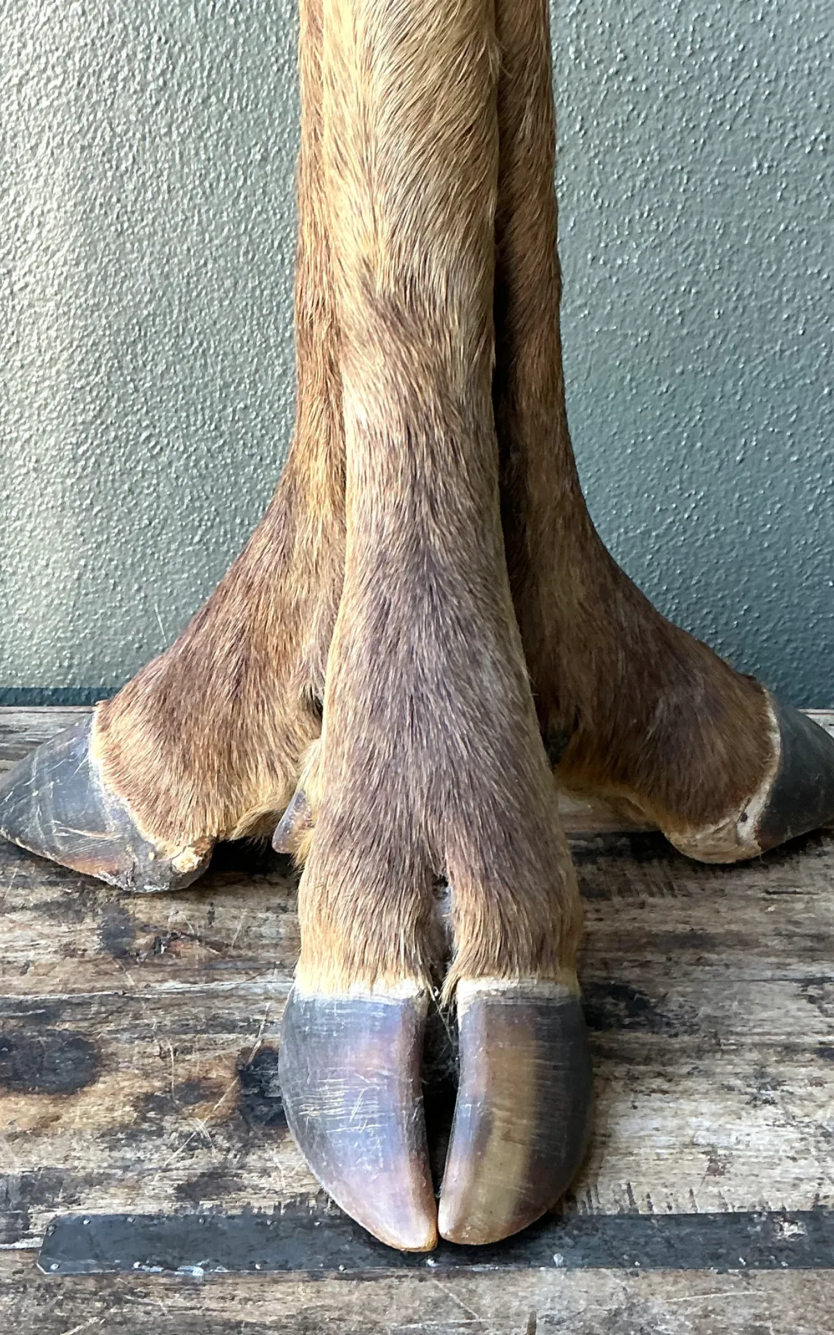 Vintage Taxidermy Hoof Table Lamp - Back view