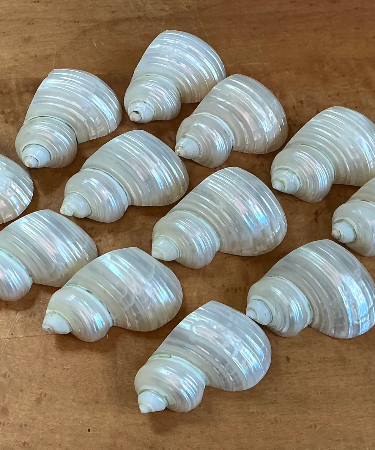 Vintage Shell Napkin Rings - Set of 12 - Interior view